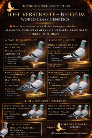 UPCOMING AUCTION - LOFT VERSTRAETE