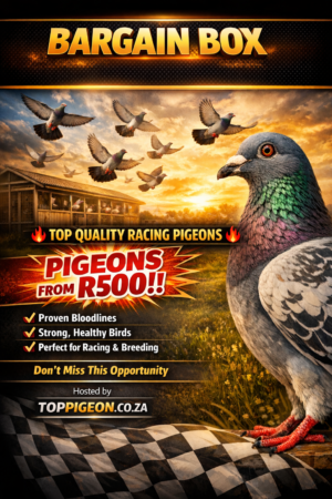 ACTIVE AUCTION - BARGAIN BOX - FROM 27 MARCH TO SUNDAY 29 MARCH 2026 (ENDING FROM 16:30)