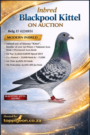 ACTIVE AUCTION - INBRED BLACKPOOL KITTEL - FROM 26 MARCH TO SUNDAY 29 MARCH 2026 (ENDING 15:40)