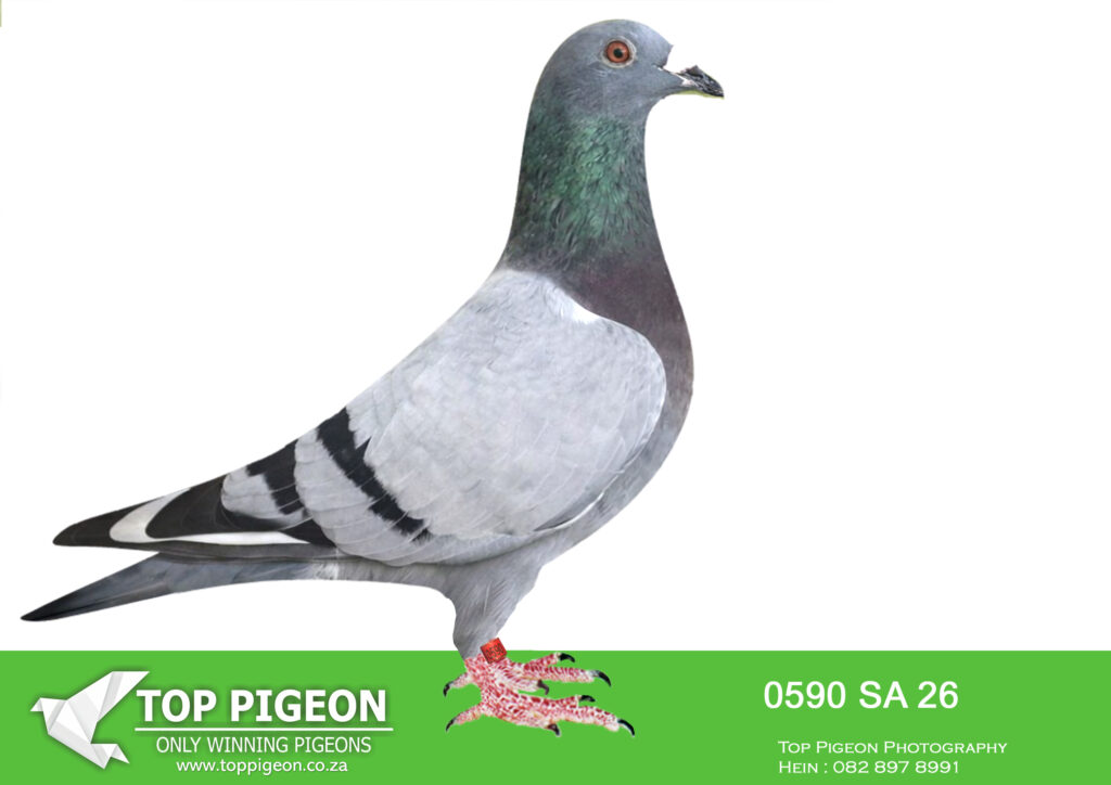 .LOT 2 PIGEON PALACE – SA 26 0590 —SIRE:JWDK-24-4044 C. PIGEON PALACE ...