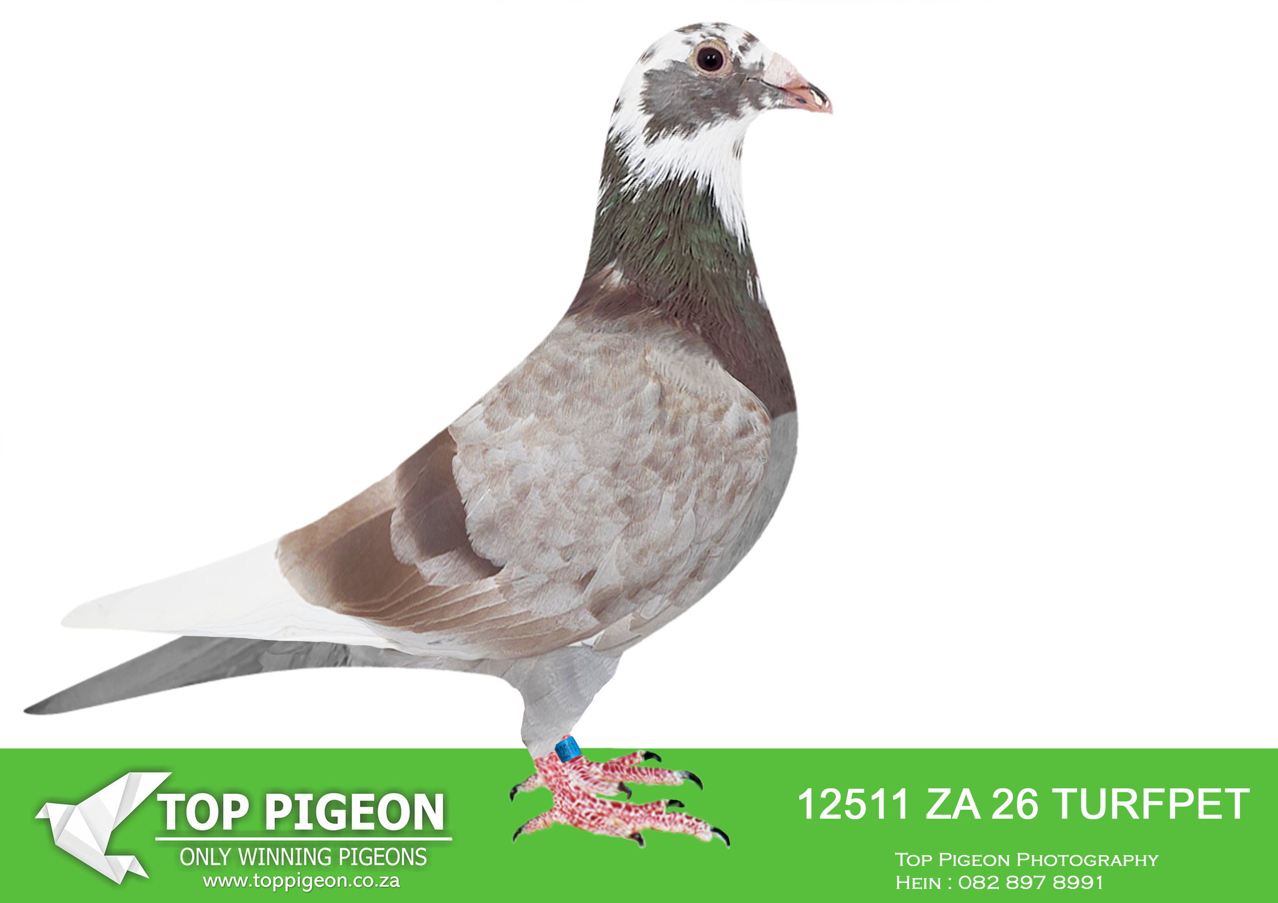 .LOT 3 MASTERS AUCTION – ZA 26 TURFPET 12511 -Cousin to “Lara” Record breaking racing machine and best racer in the history of Afrika Pro Series. • 1e Ace Blue Jacket Afrika Pro 2025. • 1e Ace Brown Jacket Afrika Pro 2025. • 3e Final Afrika Pro Series 601km 2025. • 9e Race 9 Afrika Pro Series 2025. • 12e Race 6 Afrika Pro Series 2025. Sister “Zara” sold for R203 000 – Top Pigeon!————–SIRE:ZA-2022-CRU-102.”BROTHER MIENKE”.Pigeon Palace.Brother to “Mienke” • 1e Final Dinokeng Big Money 2021. • 2e Final Barzalona Car Race 2021. One of the best ever at Dinokeng! Full brother to the mother of “Lara” • 1e Ace Blue Jacket Afrika Pro 2025. • 1e Ace Brown Jacket Afrika Pro 2025. • 3e Final Afrika Pro Series 601km 2025. Full brother to the mother of “Fiero” • 2e Final Afrika Pro Series 601km 2025. ====================DAM:ZA-2023-TRPF-12139 Mc Dermott Lofts Bont She is bred from: • 1e Final Saipr Winner 2022. • 1e Final Carnival Summer Winner. Same Family that won Diaz Lofts!! (for Johann Grobelaar).SEE PEDIGREE!!