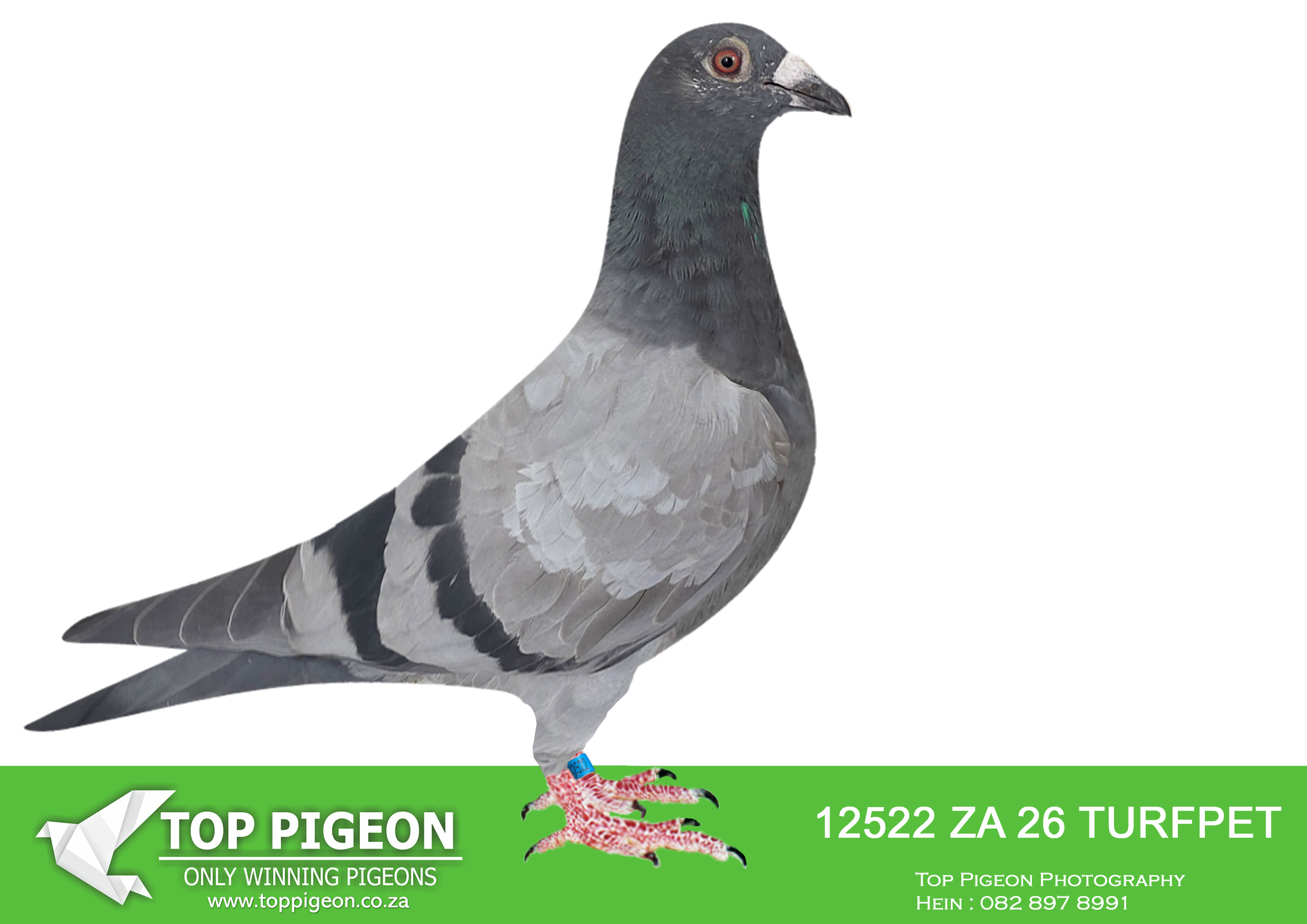 .LOT 2 KITTEL AUCTION – ZA 26 TURFPET 12522 -SIRE:ZA-2024-BPK-251 Mc Dermott Lofts Dirk Van Den Bulck.Bred for breeding! Sire is half-brother to the dam of the RSA World Champion when crossed to a Turbo Tom cock. =============DAM:ZA-2023-TRPF-12229 Mc Dermott Lofts.Bred from an exceptional bloodline of proven champions!SEE PEDIGREE!!!!