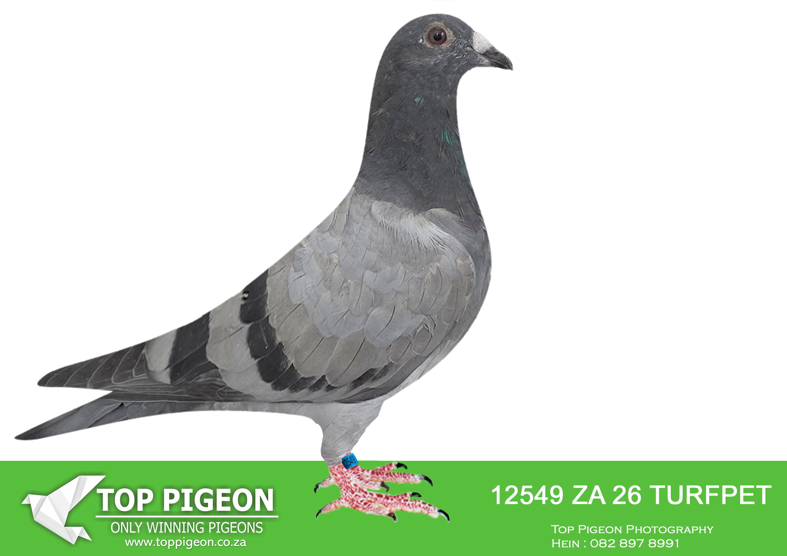 .LOT 4 KITTEL AUCTION – ZA 26 TURFPET 12549 -SIRE:ZA-2024-TRPF-8095 Mc Dermott Lofts.Inbred to “Princess Gitana” The granddaughter “De 300 Duivin” Tochter des “9992” Vater zu 8x 1e Preis Gewinners. Bruder zu “Goede Rode” ===============DAM:ZA-2022-SFL-193 Silver Fern Lofts Broeckx van den Bulck.DAM TO 12189/23 MIDDLE DISTANCE ACE BIRD. ALSO DAM TO 12229/23 3 X WINNER.This is a medium size hen bred from a golden line of “Kittel” champions like “Banksy” “Brother Rosita” and “Sister Rosita” – Kittel Royalty.SEE PEDIGREE!!!