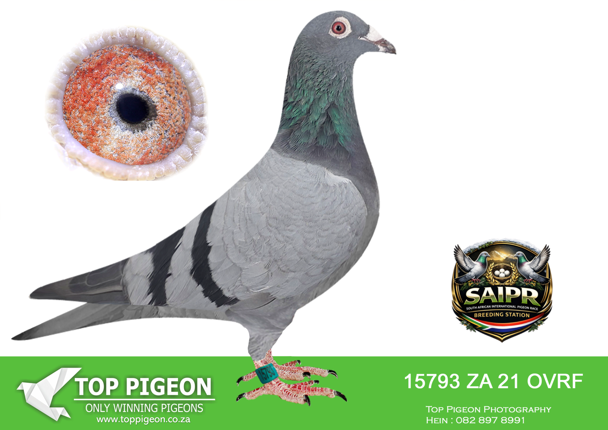 LOT 25 ROCKET AUCTION – 15793 ZA 23 OVRF -SIRE:1457 ZA 15 CYRILS .Alias ...