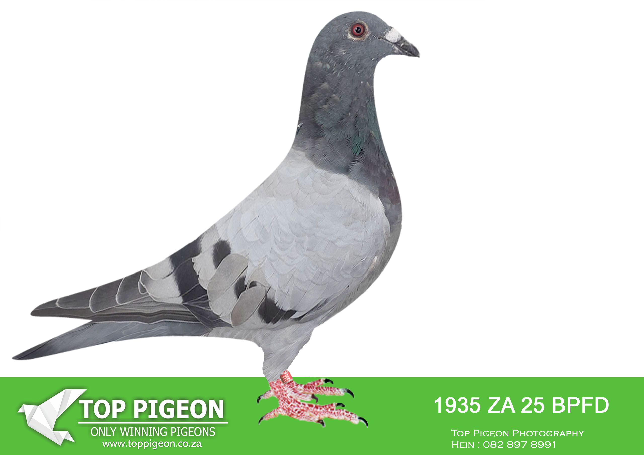 LOT 11 KITTEL AUCTION – ZA 25 BPFD 1935 -SIRE:ZA-2022-CYRIL-5627 Mc Dermott Lofts Bont Bred for breeding! Sire is half-brother to the dam of the RSA World Champion when crossed to a Turbo Tom cock. ====================DAM:DV-2023-01811-1056 “BLACK ELSA” SG Ullrich Sohn & Enkel.SEE PEDIGREE!!!