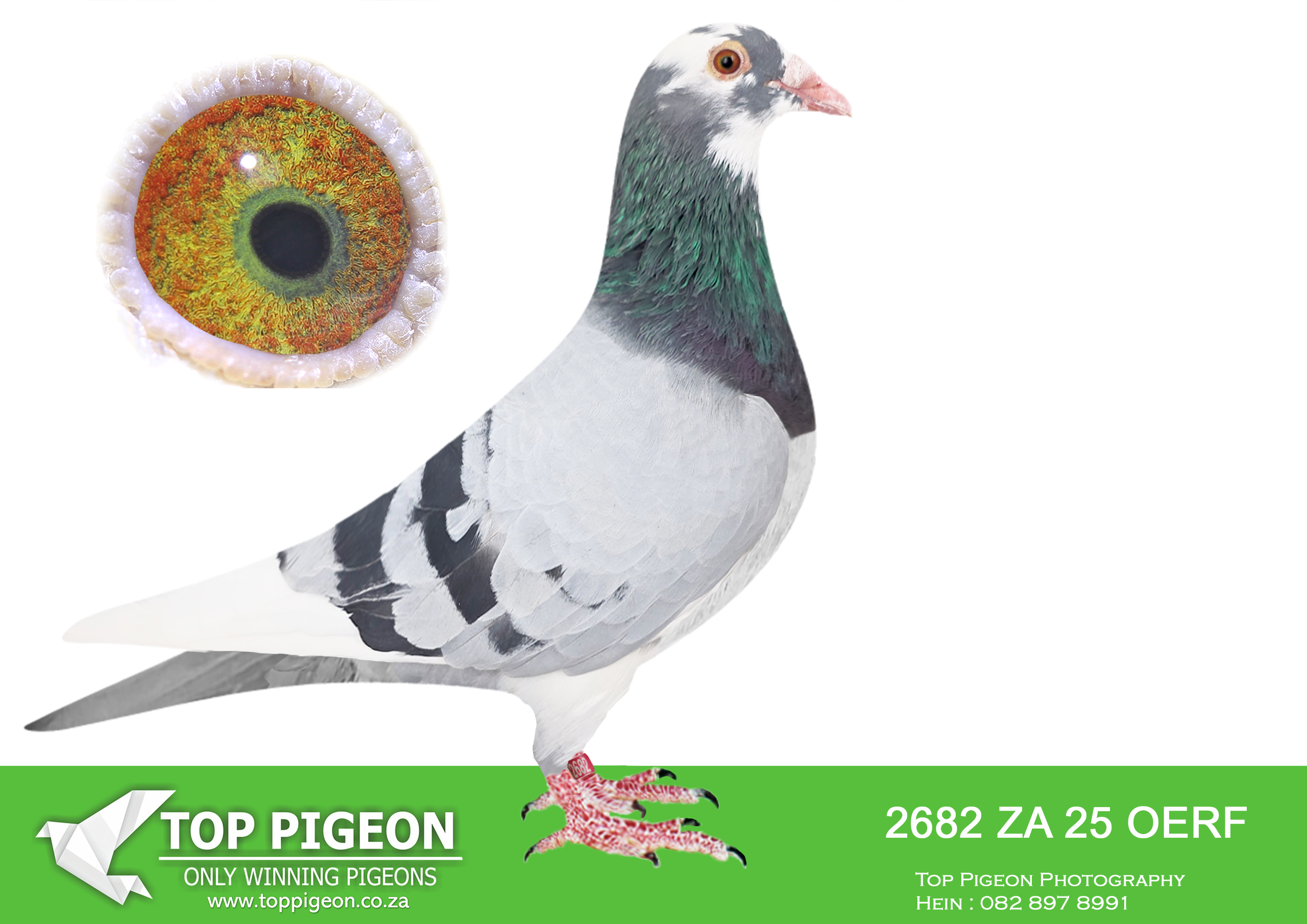 LOT 10 HANNES TALJAARD – ZA 25 OERF 2682 -SIRE:9185 ZA 19 PRPC, is a direct product of the elite Alwyn Bester bloodline, bred from proven performance and world-class genetics.9185 BRED 1ST BIG MONEY RACE DINOKENG OLR , 3RD SAIPR OLR FINAL , GRAND FATHER TO 2ND SAIPR OLR FINAL. He is a full brother to “Golden Star”, winner of 6th Grand Averages Derby Arona (Canary Islands) 2017 against 3,037 pigeons — one of the toughest international competitions. This cock is loaded with top Janssen and Turbo Tom influence, carrying the blood of “Money Maker” and “Twilight Pearl”, both renowned for producing winners across multiple levels. His sire line traces back to 10232 ZA 09 (DNA 15/015), a SANPO Gold Medal winner (Overall 2015) and sire of multiple top performers, including 6th Grand Averages Derby Arona 2017. Further strength comes from 06104 ZA 15, a full sister to “Golden TT”, a super breeding hen responsible for producing Concorde (SANPO Gold Medal Overall) and other top combine winners. This sire represents a perfect blend of speed, endurance, and proven breeding power, making him an exceptional genetic contributor.——————DAM:9184 ZA 19 PRPC, is a beautifully bred hen from the Alwyn Bester line, combining both performance and elite breeding strength. She is a full sister to “Golden Star”, who achieved 6th Grand Averages Derby Arona 2017 against 3,037 pigeons — confirming the consistency of this family at the highest level. Her pedigree is built on the same powerful foundation as the sire, including 10232 ZA 09 (SANPO Gold Medal winner Overall 2015) and 06104 ZA 15, a direct daughter of one of the most influential breeding hens in the loft. The dam carries the influence of Janssen genetics, combined with Turbo Tom (“Money Maker”) blood, known for producing fast, durable, and intelligent race pigeons. Bred from a line of consistent performers and elite producers, she is also closely related to Concorde, one of the standout pigeons in South African racing.SEE PEDIGREE!!!!