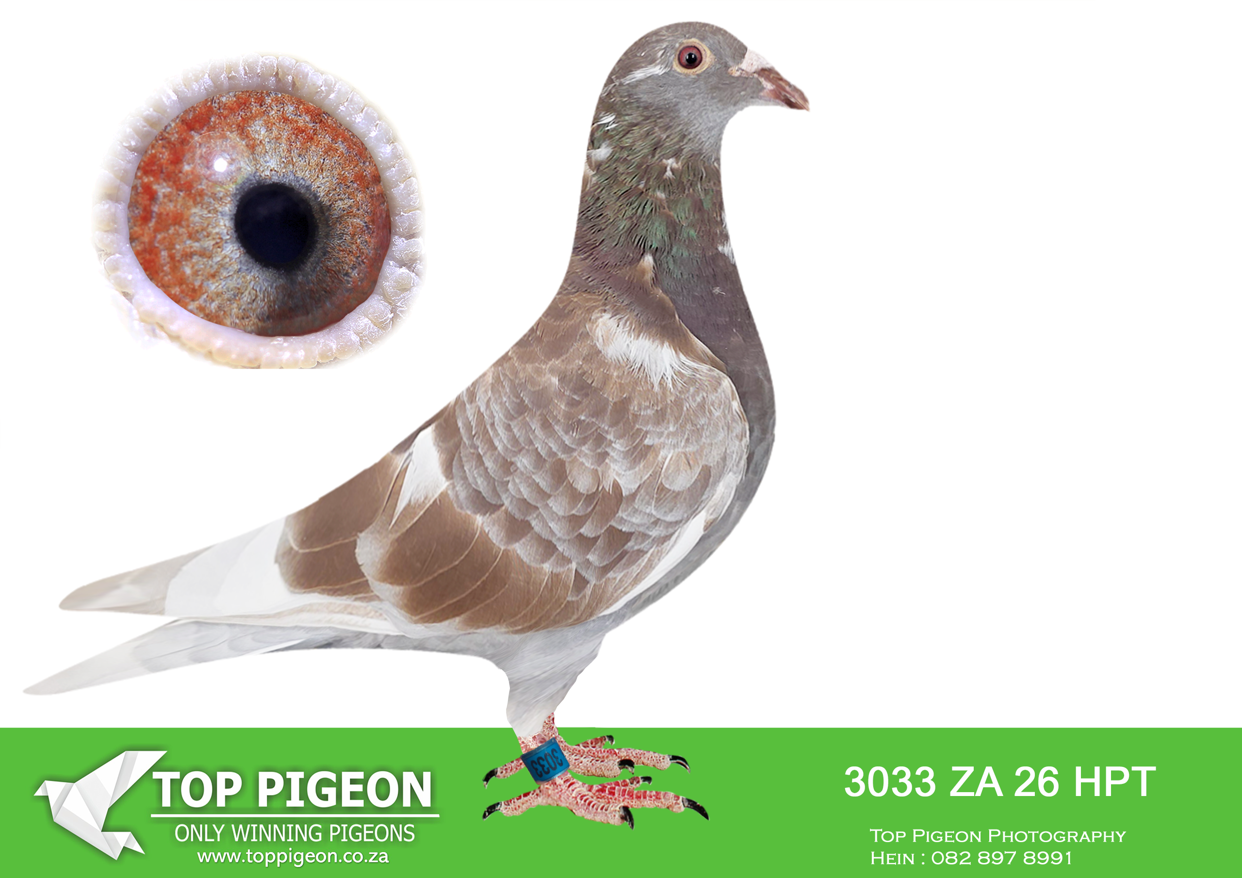 .LOT 4 BLIZZARD KING KITTEL – ZA 26 HPT 3033 -SIRE – 1283 DLS 24 A direct Kittel-bred cock, carrying the very best of modern sprint genetics. He is bred from a powerful combination of BANKSY, KIRA, SOFIE, THO-MAS, JUST A DREAM and ANGELINA, bringing together elite bloodlines from Dirk van den Bulk, Dehon-Demoesau and Sangers pigeons. This cock represents proven class, with multiple references to top producers and performers, making him a valuable breeding asset with strong genetic consistency and depth.—————–DAM:1626 HPT 25 A quality hen bred from the golden cross of Lock / Sablon x Kittel (Blizzard) lines. She carries a rich pedigree stacked with performance and breeding excellence, including influences from Blizzard Kittel, Olympic Rosita, Gitta and JJJs Pilot Eye lines. Bred specifically for stock, she offers exceptional breeding potential, combining durability, intelligence and top-class genetics.SEE PEDIGREE!!!!