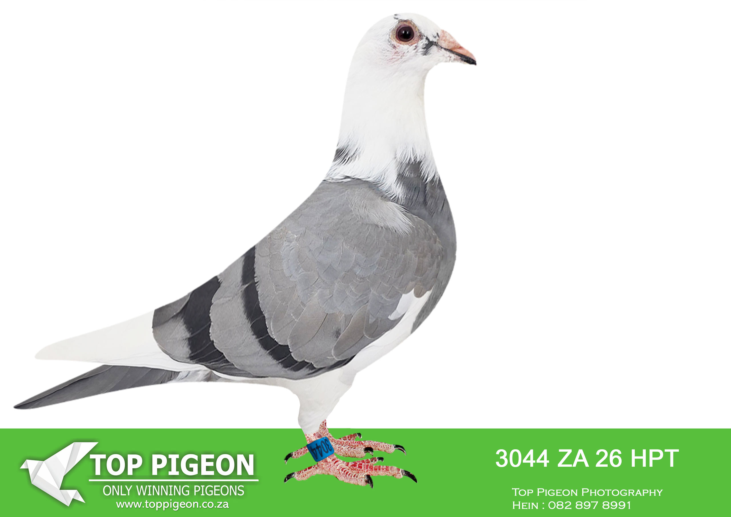 .LOT 6 KITTEL AUCTION – ZA 26 HPT 3044 -SIRE: 2009 GWH 25 – “Katja Kit” (Kittel line) “Katja Kit” is a direct son of “Katja Kit”, bred from the legendary Dirk van den Bulck family, and closely related to KITTEL (not a direct child). He carries the powerful genetics of Kittel × Goede Rode lines, which have produced countless top sprint performers worldwide. Bred at Diamond Pigeon Stud, he is described as an exceptional handler with winning genes, bringing proven sprint performance and strong breeding reliability. This line is renowned for explosive speed, consistency, and class in competition.—————–DAM:ZA 25 TURFPET 4638 -Brother x Sister mating bred from Super Kittel Genetics!!SIRE IS Alias “710 CHANTEL” Strain: J Faul & DJ Scholtz Color: Blue Bar Pied Bred for stock. Sire, DANIE’s SUPER V DEN BULCK, full brother to ZA ABL 167 ’21 for DU PREEZ & DEETLEFS that bred 8 X SANPO medal winner, 6 GOLD, 1 SILWER AND 1 BRONZE – TURBO KITTEL, World Allround Best Bird 2021. Dam, CHANTEL bred by Marcel Sangers. Double granddaughter from BROTHER GOEDE RODE, OLYMPIC ROSITA.SEE PEDIGREE!!!!