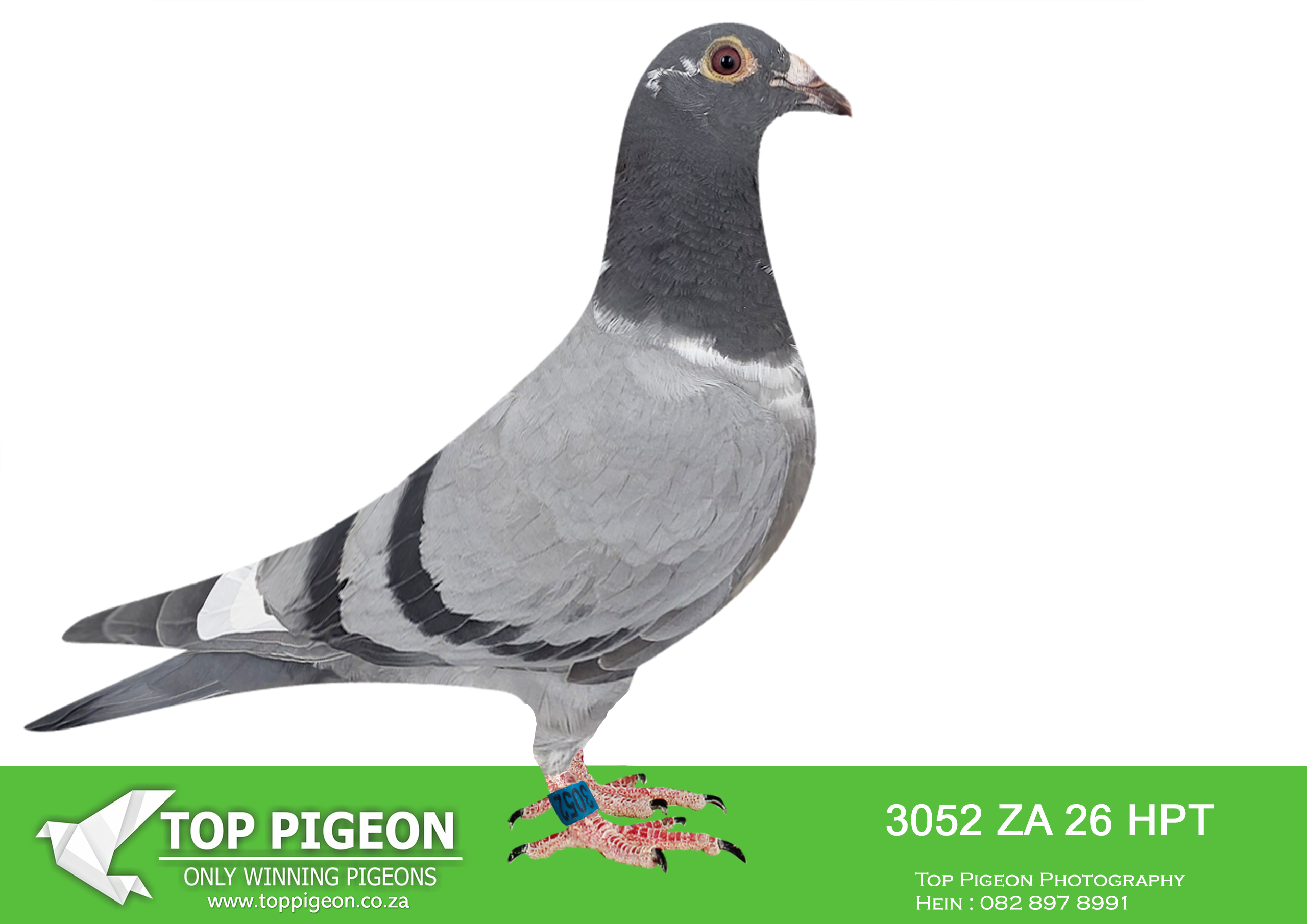 .LOT 7 BLIZZARD KING KITTEL – ZA 26 HPT 3052 -SIRE 2013 GWHS 25 – “Rampage 2” (BBP) “Rampage 2” is a direct son of the legendary Kittel, one of the most influential sprint breeders in modern pigeon racing. He originates from the renowned L.A. Machine / Olympic Kousia / Goede Rode / De Liberaal / Bliksem / Kittel / Best Kittel / Flanders Collection bloodlines, making him genetically loaded with proven class. On the top side, he represents the very best of the Blizzard / Kittel combination, known for explosive speed and consistency. His lineage includes top-performing and high-value breeders, with strong Olympic and Ace pigeon influence. “Rampage 2” is a pigeon of exceptional breeding quality, carrying elite genetics that consistently produce top-class racers and breeders.————-DAM 1626 HPT 25 – Lock Sablon / Kittel (Blizzard) (CHP) The dam is a beautifully bred hen combining the power of Lock Sablon with the speed of Kittel, strengthened further by Blizzard influence. This blend is widely respected for producing intelligent, durable pigeons with excellent racing instinct. She is bred specifically for stock, coming from a line known for reliability and breeding consistency. The Lock Sablon base contributes endurance and toughness, while the Kittel cross injects speed and finishing ability. This hen represents a perfect balance between sprint excellence and strong genetic stability, making her a valuable foundation breeder.SEE PEDIGREE!!!!