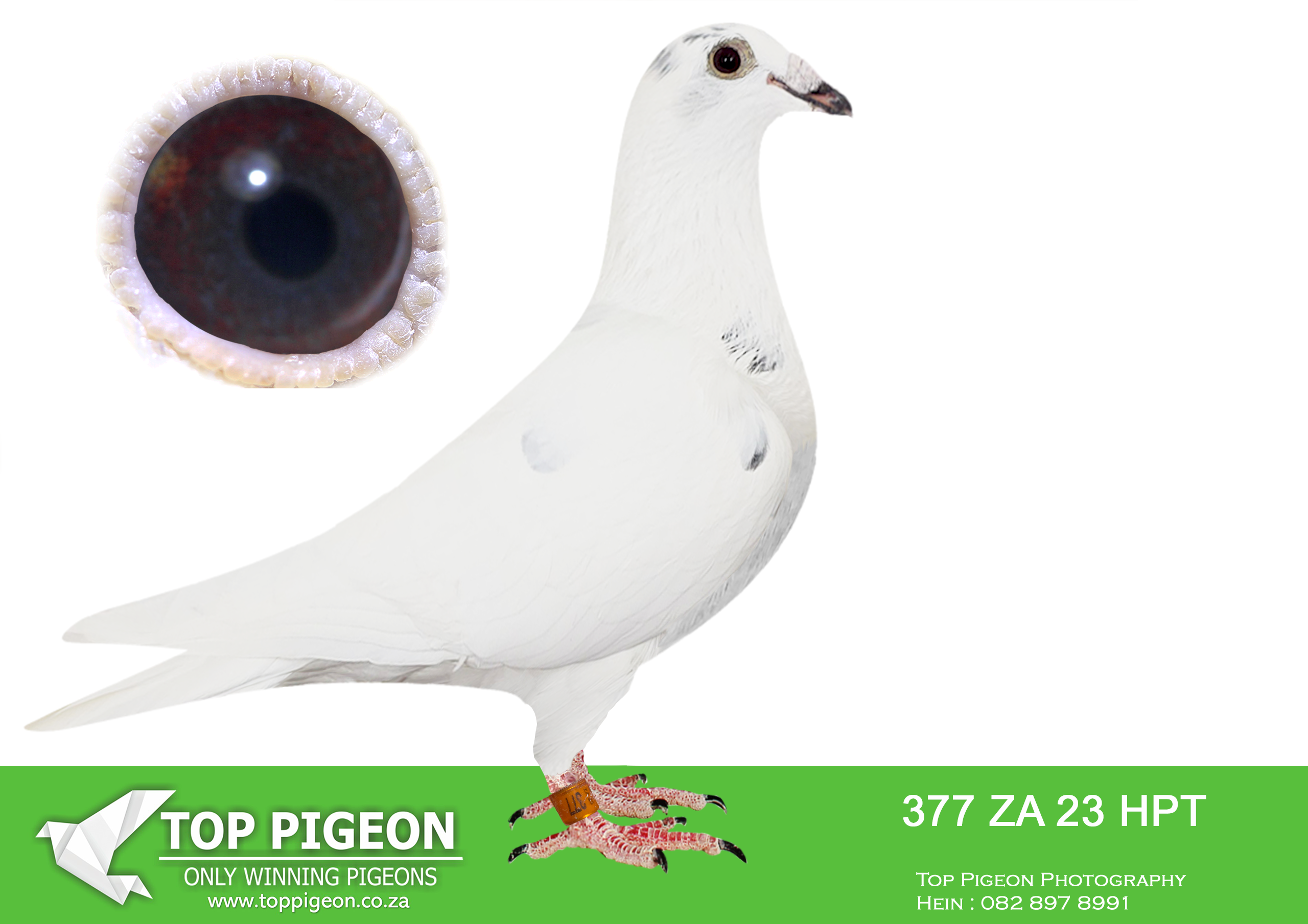 .LOT 3 MUNNIK BOTHA – ZA 24 HPT 377 -SIRE: 7948 HPT 22 “Daniel” A powerful BB cock bred from top-performing bloodlines combining Shoot It Up / 810 Sablon / R80 000 genetics. Bred specifically for stock, “Daniel” carries the proven SANPO GOLD line on both sire and dam side, making him genetically rich in elite performance traits. He is closely related to top performers, including a sibling to 301 KHS – 2nd Barcelona Race, Pniel (11/10/2025), confirming the strength and consistency of this family at the highest level. A well-balanced breeding cock with strong genetic depth, ideal for producing race winners.———–DAM: 6158 NKHPT 21 “Kiem” A quality white hen bred from the strong Lock / Klue / Okhandja bloodlines, known for durability and racing intelligence. “Kiem” is a proven breeding hen, already making her mark in the loft. Her first daughter, ZA 23 HPT 310 V H, is a Federation Winner, highlighting her ability to produce top-class racers. She brings reliability, consistency, and winning genetics into any pairing.SEE PEDIGREE!!!!