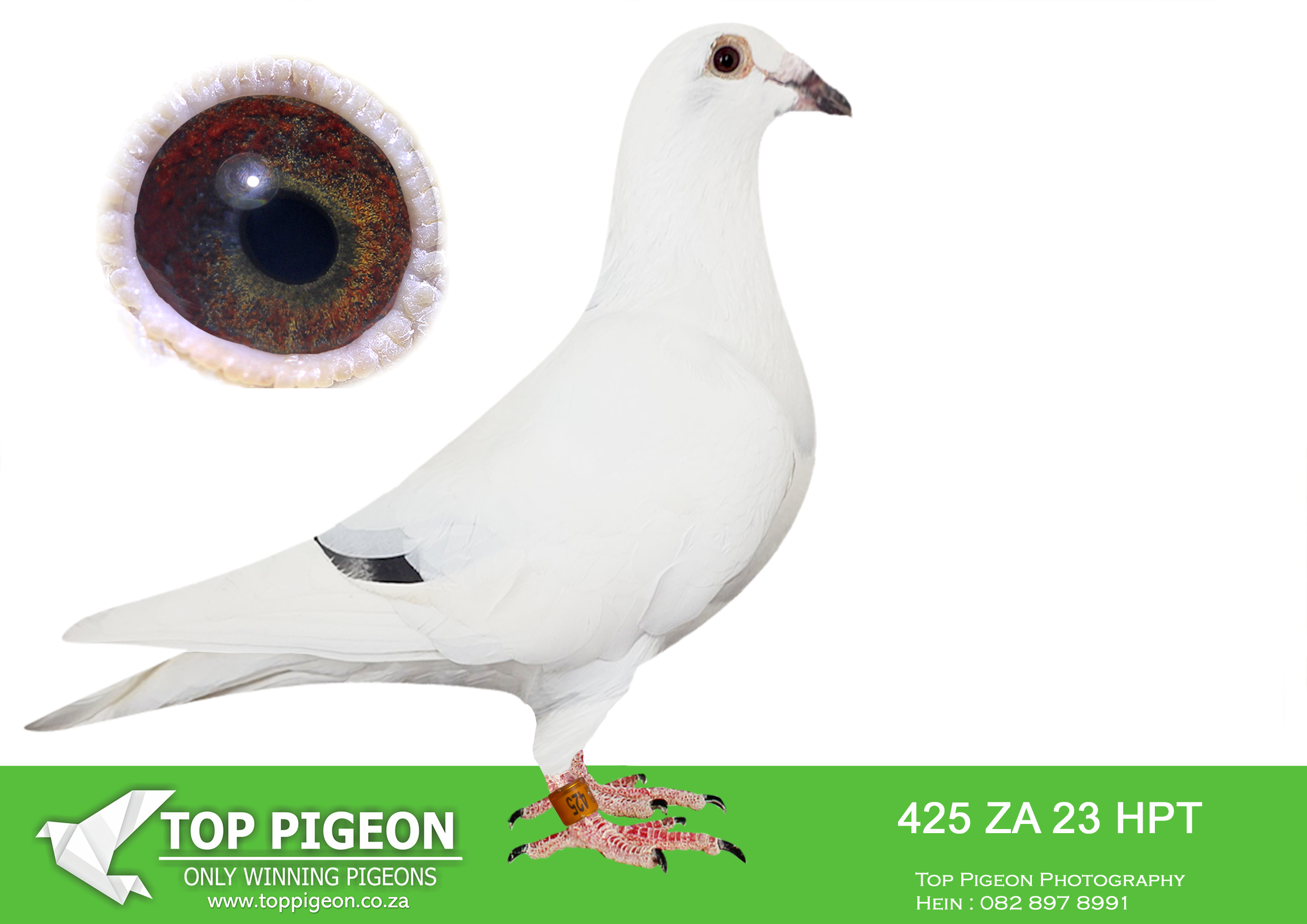 LOT 21 MUNNIK BOTHA – ZA 23 HPT 425 -SIRE:3996 HPT 19 “Witblits” is a proven performance pigeon with outstanding consistency in competition. He achieved 2nd Cookhouse (HPK) and 2nd Cradock (HPK & NKPF), showing his ability across multiple races. Known for his reliability, he was clocked regularly and placed 3 times in the Top 10 at champion level in NKPF. He descends from strong SANPO and long-distance bloodlines, including “Toolbox” (00815 OVRF 09) and “Wolla” (0400 ZANKHPT 12). The line is further strengthened by “Milady” (025 BRPF D 07) and SANPO Gold-related genetics, making him a well-balanced pigeon combining speed, endurance, and consistency.—————DAM:4206 HPT 19 “Spots” is a quality hen from a solid racing and breeding background. She recorded multiple positions in HPK 2021 (3, 7, 7, 8, 15, 43), proving her consistency in competitive conditions. She is bred from strong winning lines including “Wolkie” (01278 ZA HPT 09), an NHS Bakke Race winner and ACE pigeon, and “Magriet” (1331 ZANKHPT 13) from the renowned Hawk/Toppie Jansen family. The dam line carries proven genetics from Goldie (996 SA 02) and Oerf (7233 SA OERF 03), known for producing multiple club and federation winners.SEE PEDIGREE!!!!