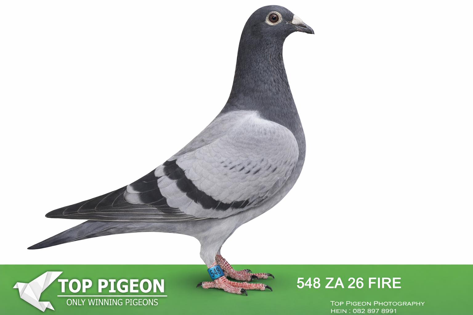 .LOT 1 FULL SIBLING TRPF WINNER – ZA 26 FIRE 548 -FULL SIBLING TO 1ST TRPF FEDERATION WINNER Three Sister on 992 m/m 791km For Dirk Grobler. 1st Alberton Club TRPF Three Sister on 992 m/m 791km For Dirk Grobler——-SIRE: Direct son of the outstanding “Kim 82” (1 MPKD 21 ZA) – a proven breeder and sire of a TRPF Federation Winner (791km, Three Sisters) for Dirk Grobler, also winner of 1st Alberton Club. The sire line is heavily built on the famous Kaasboer dynasty, featuring multiple top-class pigeons such as: “Lucky Kim” – raced at SC Million Dollar Race, top Kaasboer genetics Direct influence of Kaasboer himself (multiple times in pedigree) Strong infusion of Flor Engels blood, known to cross exceptionally well with Kaasboer This line is renowned for producing ace pigeons and consistent winners, especially in middle to long-distance competition.————🧬 DAM — 355 ZA 18 GJT Strain: Smuts × 810 Color: Blue Bar (BB) Key Achievements & Breeding Value Dam to the 1st TRPF Federation Winner Three Sisters – 992 m/min – 791 km for Dirk Grobler Dam to the 1st Alberton Club Winner Same race, same performance line Directly tied to the SUPERBREEDER 810 dynasty, one of the strongest breeding lines in South Africa. Bloodline Highlights Sire is bred direct from the famous Nr.1 pair. Dam is a grandchild of “SUPERBREEDER 810”, a foundation bird responsible for multiple winners and top breeders. Includes “Boytjie,” “Mooie 810,” “Son Superbreeder 810,” and “Superbreeder 8855” — all elite 810‑line producers.SEE PEDIGREE!!!!!
