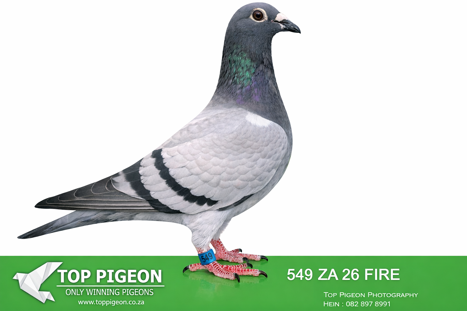 .LOT 2 FULL SIBLING TRPF WINNER – ZA 26 FIRE 549 —FULL SIBLING TO 1ST TRPF FEDERATION WINNER Three Sister on 992 m/m 791km For Dirk Grobler. 1st Alberton Club TRPF Three Sister on 992 m/m 791km For Dirk Grobler——-SIRE: Direct son of the outstanding “Kim 82” (1 MPKD 21 ZA) – a proven breeder and sire of a TRPF Federation Winner (791km, Three Sisters) for Dirk Grobler, also winner of 1st Alberton Club. The sire line is heavily built on the famous Kaasboer dynasty, featuring multiple top-class pigeons such as: “Lucky Kim” – raced at SC Million Dollar Race, top Kaasboer genetics Direct influence of Kaasboer himself (multiple times in pedigree) Strong infusion of Flor Engels blood, known to cross exceptionally well with Kaasboer This line is renowned for producing ace pigeons and consistent winners, especially in middle to long-distance competition.————🧬 DAM — 355 ZA 18 GJT Strain: Smuts × 810 Color: Blue Bar (BB) Key Achievements & Breeding Value Dam to the 1st TRPF Federation Winner Three Sisters – 992 m/min – 791 km for Dirk Grobler Dam to the 1st Alberton Club Winner Same race, same performance line Directly tied to the SUPERBREEDER 810 dynasty, one of the strongest breeding lines in South Africa. Bloodline Highlights Sire is bred direct from the famous Nr.1 pair. Dam is a grandchild of “SUPERBREEDER 810”, a foundation bird responsible for multiple winners and top breeders. Includes “Boytjie,” “Mooie 810,” “Son Superbreeder 810,” and “Superbreeder 8855” — all elite 810‑line producers.SEE PEDIGREE!!!!!