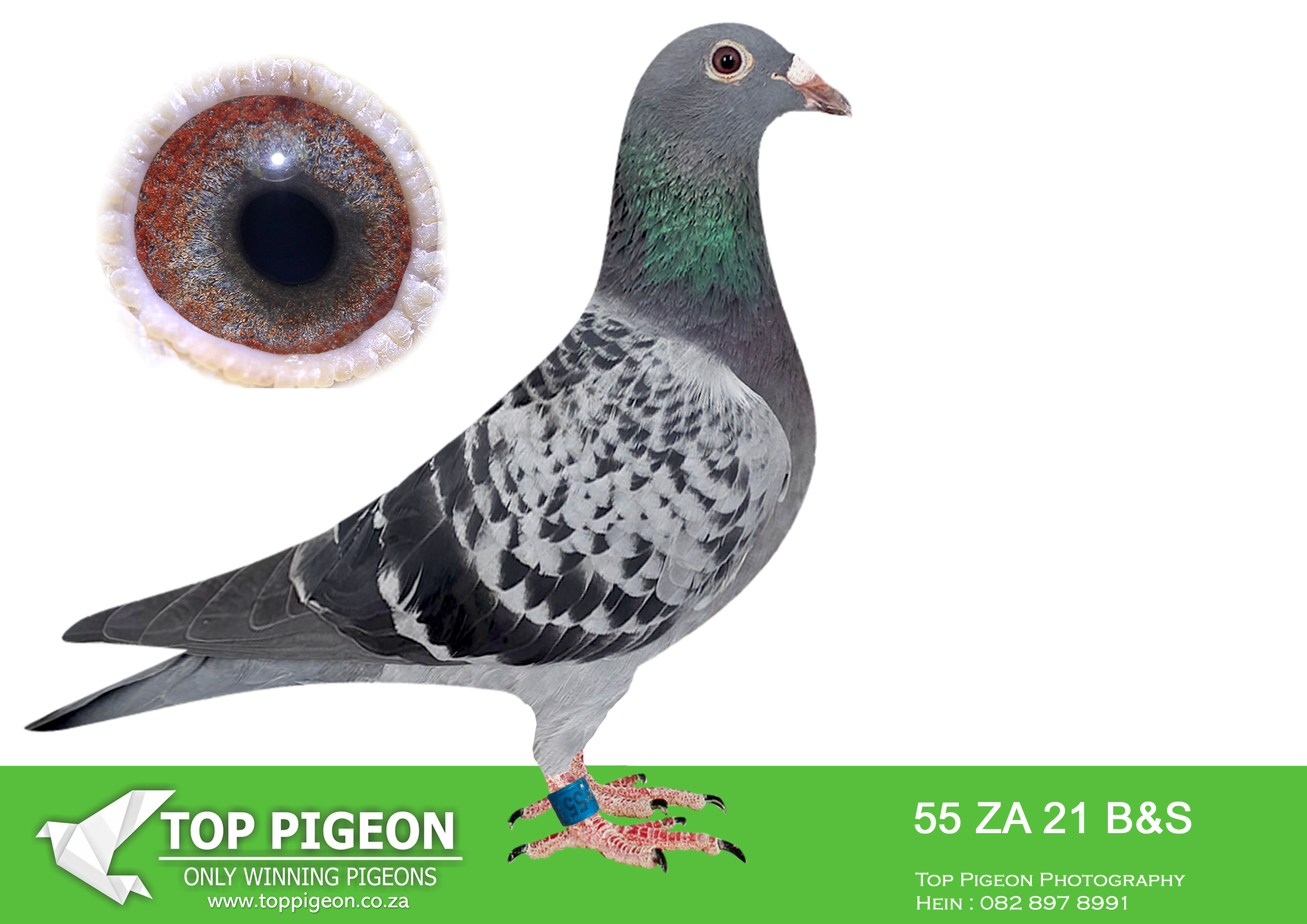 .LOT 6 HANNES TALJAARD – ZA 21 B&S 55 -SIRE:2387 LIM 11, a direct representative of the legendary “Turbo Tom” bloodline, one of the most dominant and proven families in South African pigeon racing. 2387 LIM 11 is an incredible breeder, responsible for producing multiple winners and top performers, including Combine winners and top Union positions. He is bred from a powerhouse lineage featuring 12041 SA 04 and the renowned Sierens line (7223 GRPA 00)—a family known for exceptional performances in the Pretoria Union, delivering consistent top positions. This sire line is packed with SANPO medal-winning genetics, combining speed, durability, and elite breeding strength. The influence of Turbo Tom ensures a high strike rate in producing top racers and breeders, making 2387 LIM 11 a cornerstone pigeon.—————-DAM:3004 SLIM 17, a high-quality hen bred from the same elite Turbo Tom family, ensuring genetic consistency and strength. 3004 SLIM 17 is bred from 08826 LIM 08, a proven breeder that has produced multiple winners and top racers, including strong Combine and One Loft Race performances. This line is further supported by elite pigeons such as 60354 SA 05, a breeder from top SA and GRPA bloodlines, as well as multiple SANPO medal winners.SEE PEDIGREE!!!