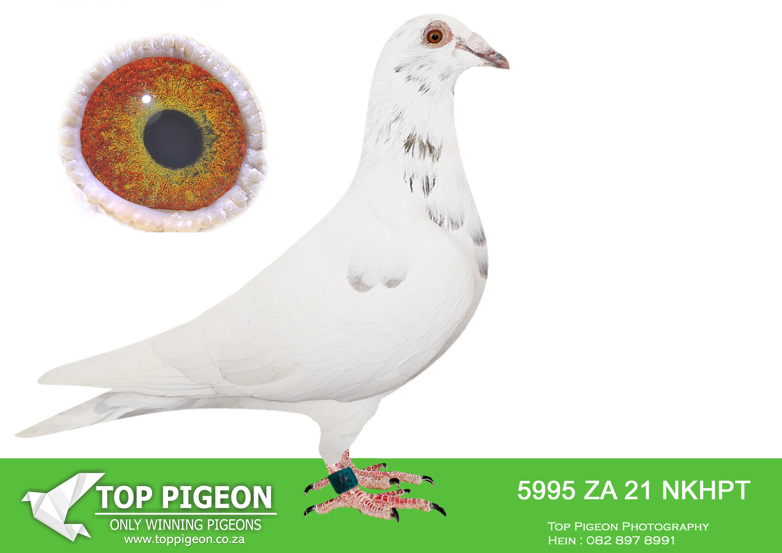 .LOT 9 MUNNIK BOTHA – ZA 21 HPT 5995 -SIRE 5938 NKHPT 21 (White | Okahandja line) A well-bred cock from proven Okahandja genetics, linebred through a brother/sister mating to 1078 “Kristal” × 2051 “Borsle”—a combination responsible for top performances at club and federation level. Bred from Witgoud (1078 ZANKHPT 12) – a direct son of the famous Kristal line, known for producing winners including National Loft champions. Dam side includes 2051 NKHPT 13 “Borsle”, a 2nd Best Long Distance pigeon HPK 2015, an exceptional race performer. Strong base of 62377 & 39461 Okahandja pigeons, both renowned producers of multiple winners and key contributors to the Leeu Gamka / White Cock Kristal success. 👉 This sire represents a tight, performance-based inbreeding to elite long-distance and middle-distance champions, ensuring consistency and class.————-DAM:3361 HPT 19 (BBP | Lou Wouter / Klue line) A top-class hen combining elite SANPO Gold Medal bloodlines with proven race and breeding excellence. Full sister to SANPO Gold Medal winner (4062 Short Distance SANPO Gold Medal 2017) Direct from Lou Wouter / Klue lineage, known for explosive speed and consistency. Dam of strong performances, including: HPK positions: 1, 3, 7, 26, 42 & NKPF top results Also raced successfully herself: Cradock HPK 9th & 1st Combine winner (equal).SEE PEDIGREE!!!!