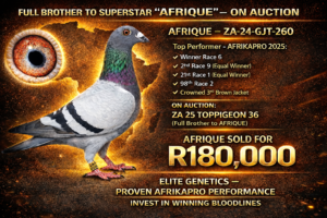 ACTIVE AUCTION - FULL BROTHER "AFRIQUE" - FROM 10 APRIL TO SUNDAY 12 APRIL 2026 (ENDING 14:40)