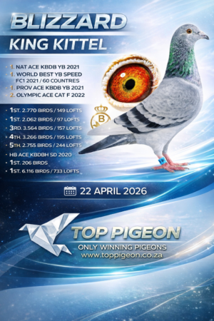 ACTIVE AUCTION - BLIZZARD KING KITTEL - FROM 20 APRIL TO WEDNESDAY 22 APRIL 2026 (ENDING FROM 20:00)