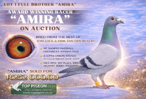 ACTIVE AUCTION - FULL BROTHER "AMIRA" - FROM 08 APRIL TO SUNDAY 12 APRIL 2026 (ENDING 14:00)