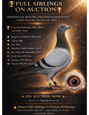 ACTIVE AUCTION - FULL SIBLINGS TRPF WINNER - FROM 15 APRIL TO SUNDAY 19 APRIL 2026 (ENDING FROM 16:00)