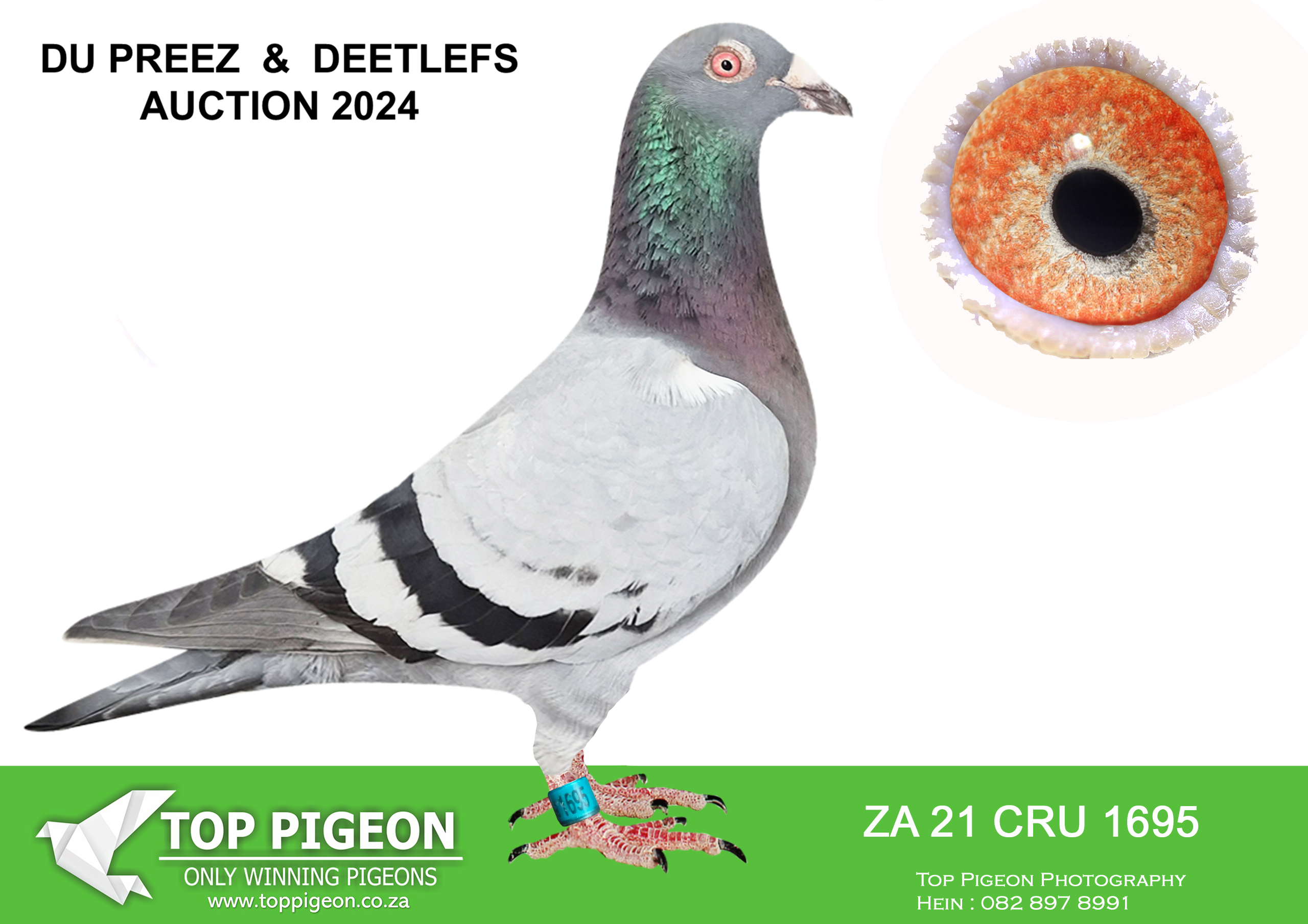 .LOT 3 KITTEL AUCTION – ZA 21 CRU 1695 – HEN-WINNER. SCORED 2X TIMES CLUB 2022 .SCORED 6X CLUB 2023 .SCORED 7 TIMES CLUB 2024.———–SIRE:9060 PWDU 20. DU PREEZ & DEETLEFS.(SOLD FOR R173 000.00 ON TOPPIGEON)BRED WINNERS 2 X WINNER SUPER RACER BROTHER 8 X SANPO MEDAL WINNER 2ND BESTMIDDEL DISTANCE BIRD UNION 2ND BEST MIDDELDISTANCE BIRD CLUB BROTHER 9059 5 X WINNER AND BEST BIRD.———–DAM:2353 PWDU 20 Colour: BB Du Preez&Deetlefs 5X TIMES WINNER IF ENTERD AT SANPO MEDALS SILVER OVERALL BEST BIRD SHORT DISTANCE UNION 2ND BEST BIRD UNION 2ND BEST BIRD YEARLING SUPER RACER.SEE PEDIGREE!!!