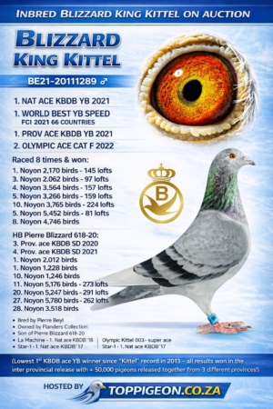 ACTIVE AUCTION - INBRED BLIZZARD KING KITTEL - FROM 01 APRIL TO MONDAY 06 APRIL 2026 (ENDING FROM 14:20)