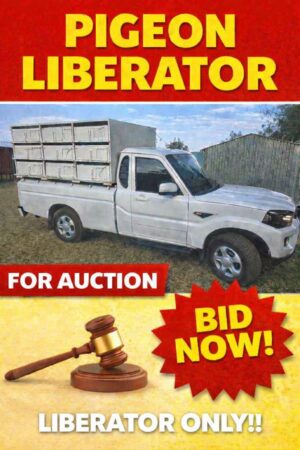 UPCOMING AUCTION - PIGEON LIBERATOR - FROM 28 APRIL TO WEDNESDAY 29 APRIL 2026 (ENDING 19:45)