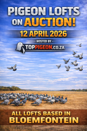 ACTIVE AUCTION - PIGEON LOFTS - LOFTS BASED IN BLOEMFONTEIN - FROM 10 APRIL TO SUNDAY 12 APRIL 2026 (ENDING FROM 17:15)