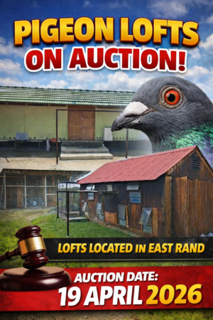 ACTIVE AUCTION - PIGEON LOFTS - FROM 16 APRIL TO SUNDAY 19 APRIL 2026 (ENDING FROM 17:30)