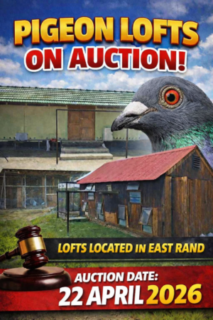 ACTIVE AUCTION - PIGEON LOFTS - FROM 20 APRIL TO SUNDAY 22 APRIL 2026 (ENDING FROM 20:50)