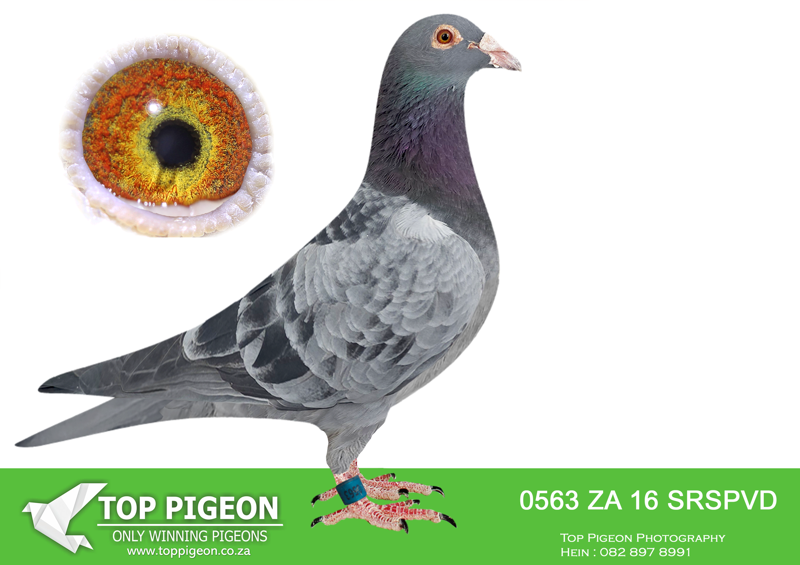 LOT 20 PROVEN ONE LOFT GENETICS – ZA 16 SRSPVD 0563 -SIRE: BPF 05 SAD 8140 – Alias “Absolute Star” Strain: Houben Color. Check Medium size Check cock, perfect balanced, well muscled, very soft feathers, good tail my choice head very intelligent, 100% breeding throat, perfect wing thin flight, my choice of wing world class this cock is a true champion breeder bred winners and his children are also breeding winners, I have many in stock bred out of two world class houben pigeons pure gold unobtainable bred lille 2005-8140 eye orange, good thick pigmentation on iris 10 wide yellow bishop, perfect serrated inner circle eye moving jumping and warble world——–——DAM: “Paloma” NWPF 09 SA D 02341 is an exceptional blue bar Houben hen, admired for her perfect balance, soft feather quality, intelligence, and strong muscular body. She descends from elite bloodlines including “Little Miss Muscle” NWPF 08 SA D 1784 and “Bishop” NWPF 07 SA D 3707, combining proven winning genetics and superior breeding qualities. Her family has produced multiple federation and SCMDPR winners, with outstanding performances in top one loft races. A beautiful hen with tremendous vitality and class, she represents the very best of the renowned Einkamerer Houben family.SEE PEDIGREE!!!