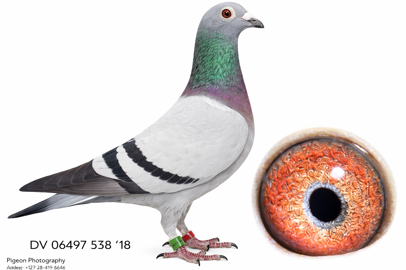 LOT 10 INTERNATIONAL AUCTION – DV 06497 18 538 -SIRE: DV-6497-17-690 V “Late Chantilly” A top-class Zumdiek–Janssen Arendonk cock carrying pure Gebr. Janssen Arendonk bloodlines. Bred directly from the original Janssen Arendonk family and loaded with proven champions including “New Chantilly”, “Louiske”, “Oude Witoger”, “019”, “Geeloger”, and “Jonge Merckx”. A powerful breeding foundation cock combining elite Janssen speed and performance genetics.————–DAM: DV-6362-13-132 W “Licht Septemberke” An outstanding Gebr. Janssen Arendonk hen bred from two original Janssen Arendonk pigeons. Directly descended from “Luxe Blauwen” × “Jong Septemberke”, carrying the famous “Oude Witoger”, “Jonge Merckx”, and “Geeloger” bloodlines. A premium Janssen breeding hen packed with proven winning genetics and exceptional family performance strength.SEE PEDIGREE!!!