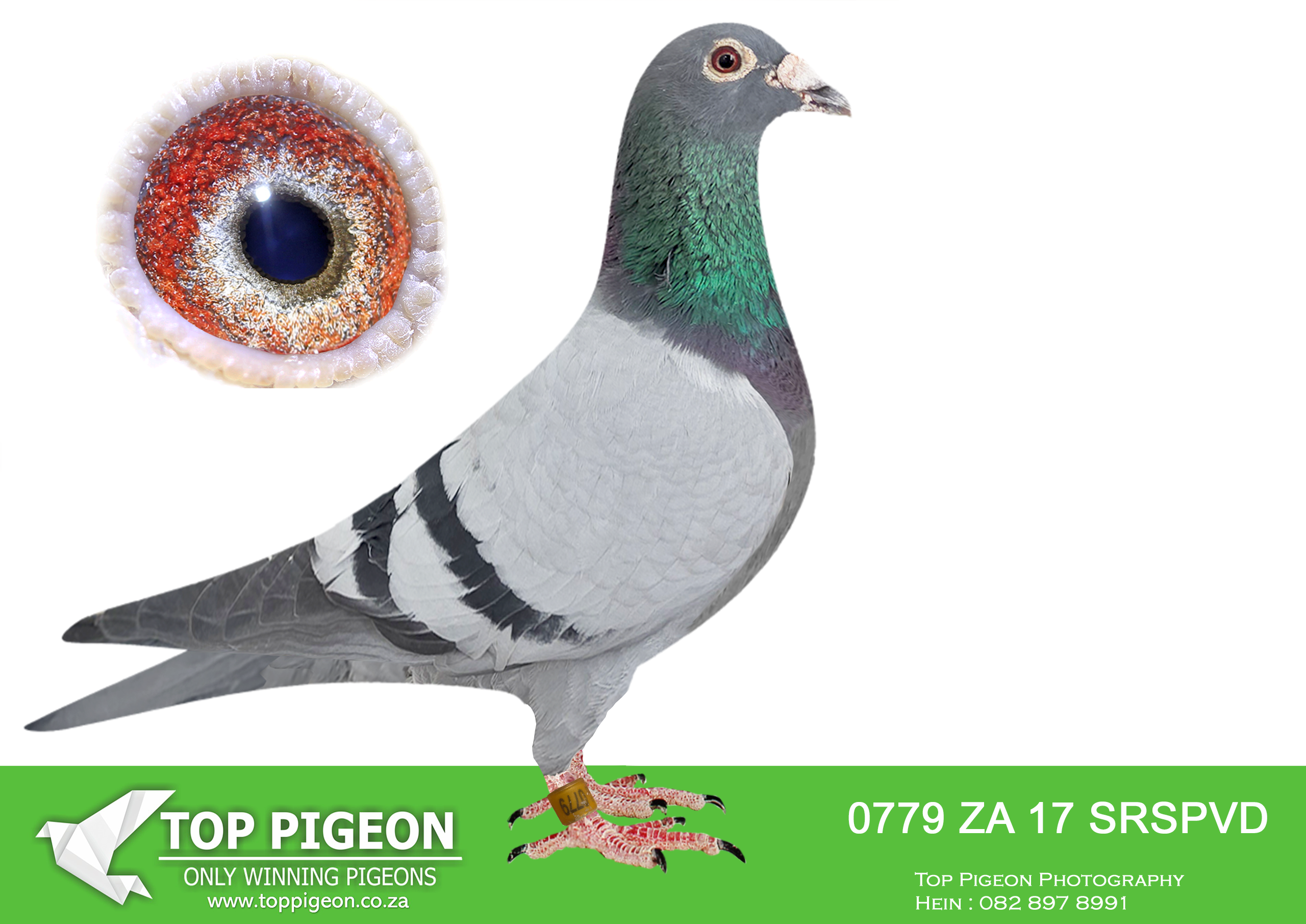 LOT 13 PROVEN ONE LOFT GENETICS – ZA 17 SRSPVD 0779 -SIRE: “4567” NWPK 15 K Alias “Declan” Blue Bar cock bred from proven Einkamerer bloodlines. A medium-sized, well-built breeder cock with exceptional balance, strong back, and rich breeding quality. Known for producing strong-bodied racers with excellent muscle, soft feathering, and intelligent character. His lineage combines top performance and proven breeding power, making him a highly recommended stock cock. Descends from outstanding producers including “Piper” and “Absolute Star,” carrying elite Clausing and Riche bloodlines.————DAM: “4513” NWPK 15 K Alias “Charlotte” Beautiful Blue Bar hen from the famous Einkamerer family. A perfectly balanced hen with silky feather quality, strong ventilation, and excellent vitality. She is bred from generations of proven winners and breeders, including top-performing Clausing lines. “Charlotte” is recognized as a top-class breeding hen with tremendous genetic value, responsible for producing quality pigeons with racing intelligence, endurance, and consistency.SEE PEDIGREE!!!