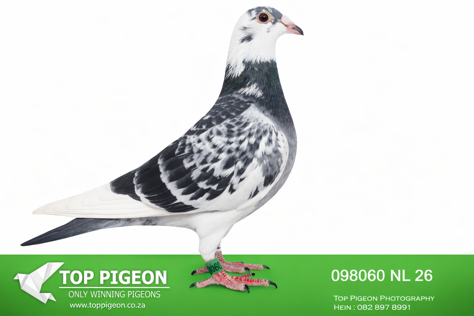 LOT 13 TORNADO AUCTION – NL 26 098060 -SIRE: 111304 ZA 18 — “Tarzan’s Boy” Direct son of the legendary “Tarzan” bloodline from the famous Verreckt Arien family. A powerful bluebar white-flight pied cock bred from elite PIPA Elite Centre genetics. His sire “Tarzan Jnr” is a champion breeder and half-brother to sires of multiple National winners, including 1st National Bourges against 19,735 pigeons. This line is renowned for producing top One Loft Racers and exceptional stock pigeons. Packed with the influence of “Tarzan,” “Lovely New Freddy,” and “Wittekop Sylvester,” this cock represents proven Geerinckx Verreckt Arien excellence with outstanding breeding value. ———-DAM: 3253 ZA GPU 23 — “Velocity” A beautifully bred dark check hen combining the best of Geerinckx and Dirk Van Dyck bloodlines. She descends from the legendary “Gladiator” family — one of the strongest sprint and breeding families in Belgium — together with “Di Caprio” influence. Her pedigree includes top producers such as “Bonte Geerinckx,” “Het Spook,” and “Gladiator 747,” all renowned for breeding champions and Olympic-class pigeons. This hen brings tremendous class, vitality, and proven breeding strength into the pedigree.SEE PEDIGREE!!!
