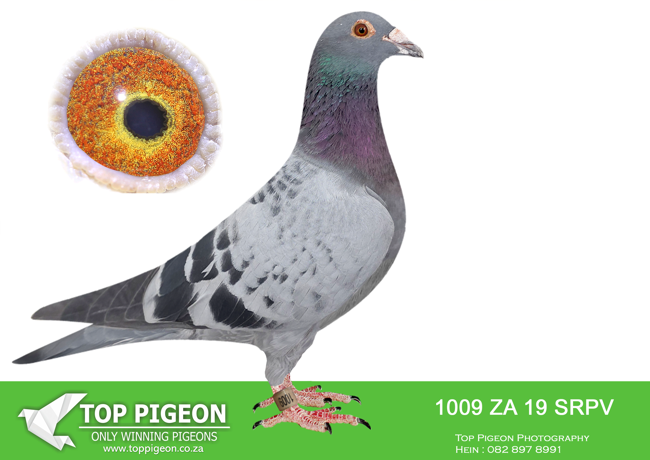 LOT 22 PROVEN ONE LOFT GENETICS – ZA 19 SRPV 1009 -SIRE:163 BONAN 17 SANPO – CH Cock- “Cleo”, a check cock born from Sire “Absolute Star” and Dam “Poppy”. Grandparent lines cross with “Parma” and “Dwight”. Einkamerer, Hooymans, Koopman, vdAbeele, Houben, Clausing bloodlines.————–DAM: 0395 SRSPVD 16 “AMELIA”. EINKAMERER. DIRECT DAUGHTER OF “ABSOLUTE STAR”.SEE PEDIGREE!!