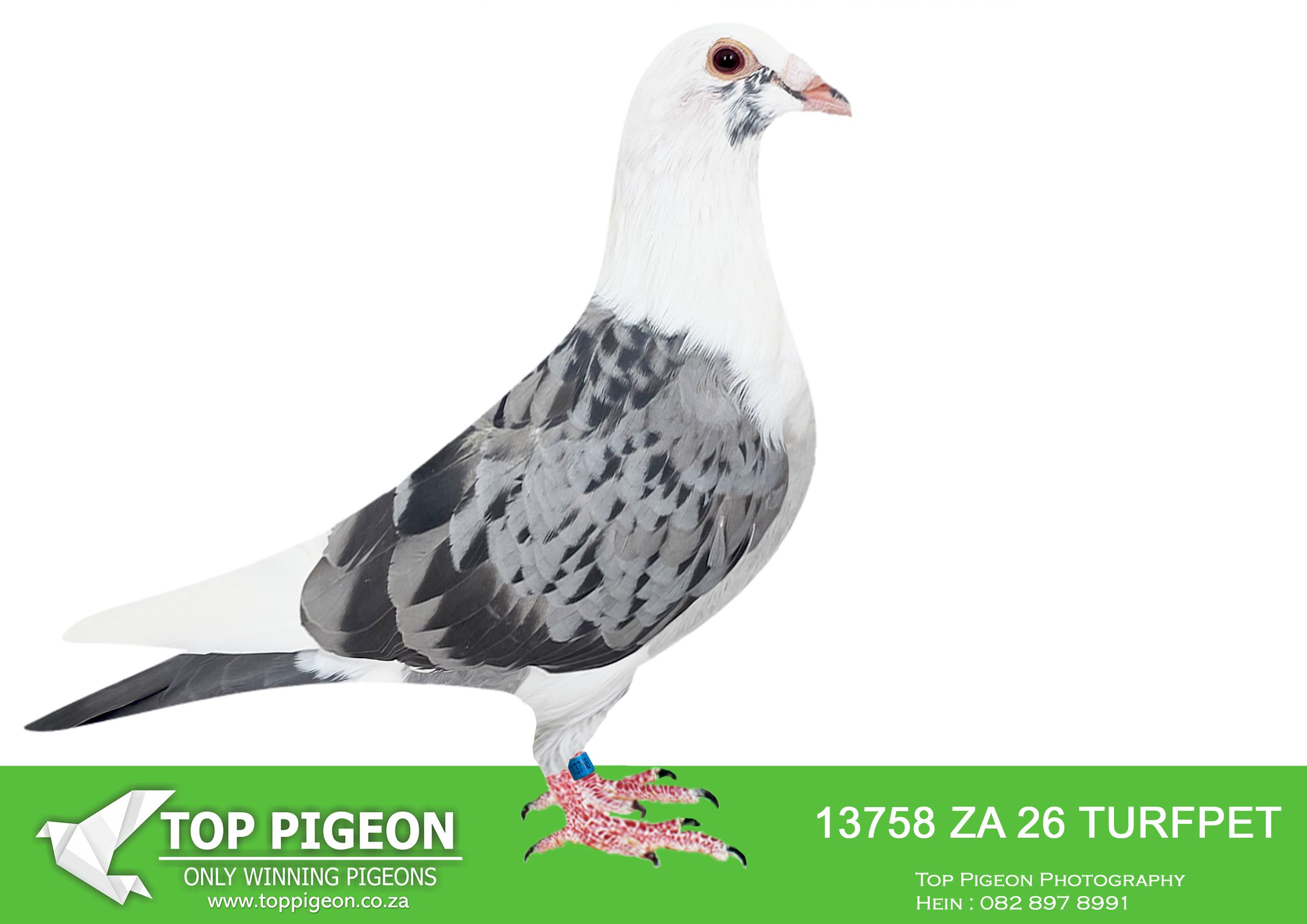 .LOT 7 KITTEL / BEST KITTEL – ZA 26 TURFPET 13758 –