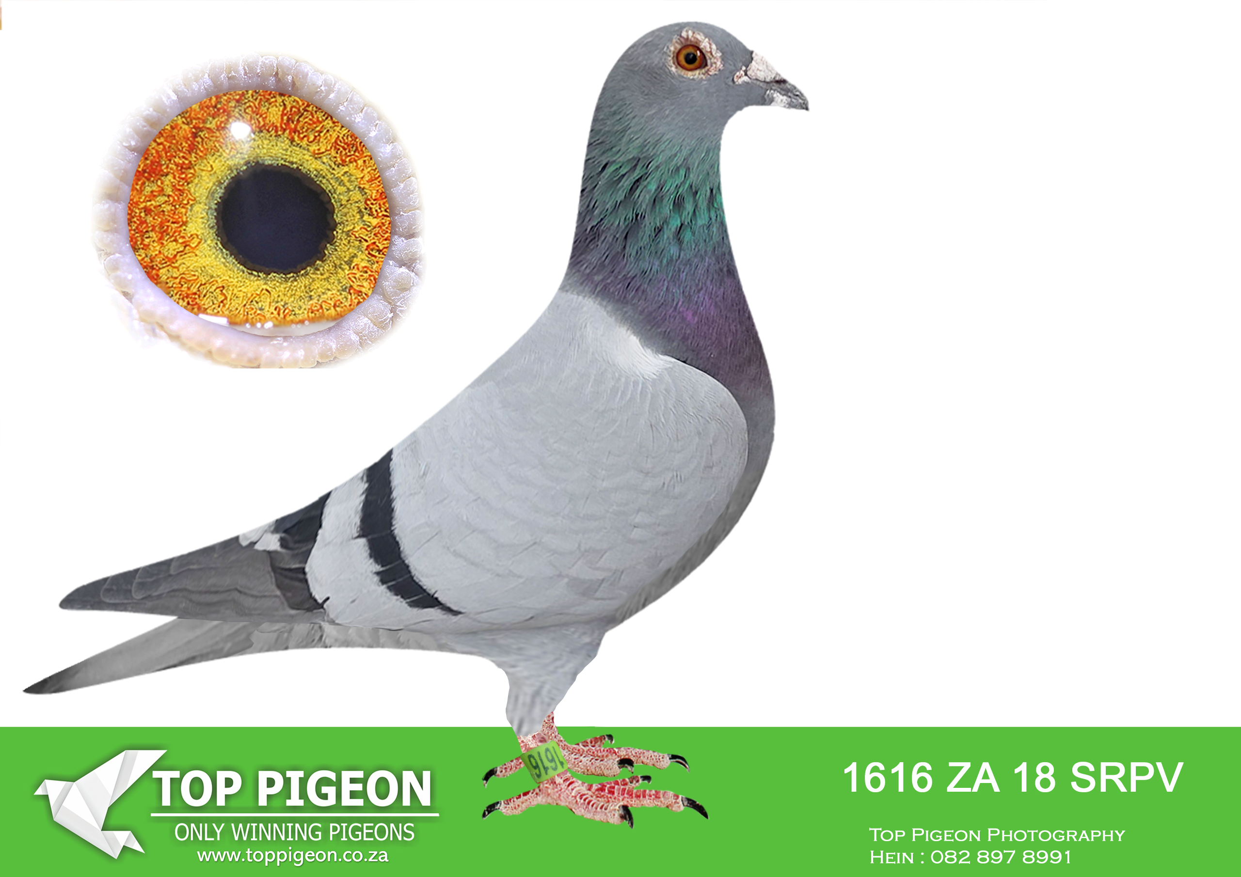 .LOT 5 PROVEN ONE LOFT GENETICS – ZA 18 SRPV 1616 -SIRE: 134 SANPO 17 – Direct son to the legendary “PIZZARO”, one of the most influential breeders in the famous J. Hooymans bloodline. A world-class blue bar cock with outstanding balance, silky feather quality, strong muscular build, and exceptional wing structure. Bred from generations of champions and elite producers, he combines the famous “Harry” genetics with proven South African winning bloodlines. “134 SANPO 17” is renowned for his breeding value, intelligence, vitality, and ability to produce top-class racers and future champions.———–DAM: 0525 SRSPV 17 D – Beautifully bred blue check hen from the prestigious Einkamerer strain. A medium-sized hen with a strong muscular body, silky feathers, rich pigmentation, and outstanding balance. She is bred from elite Clausing and Houben bloodlines and carries generations of proven breeding excellence. Her pedigree includes multiple international winners and champion producers, making her a top-class breeding hen with tremendous genetic value and performance potential.SEE PEDIGREE!!!