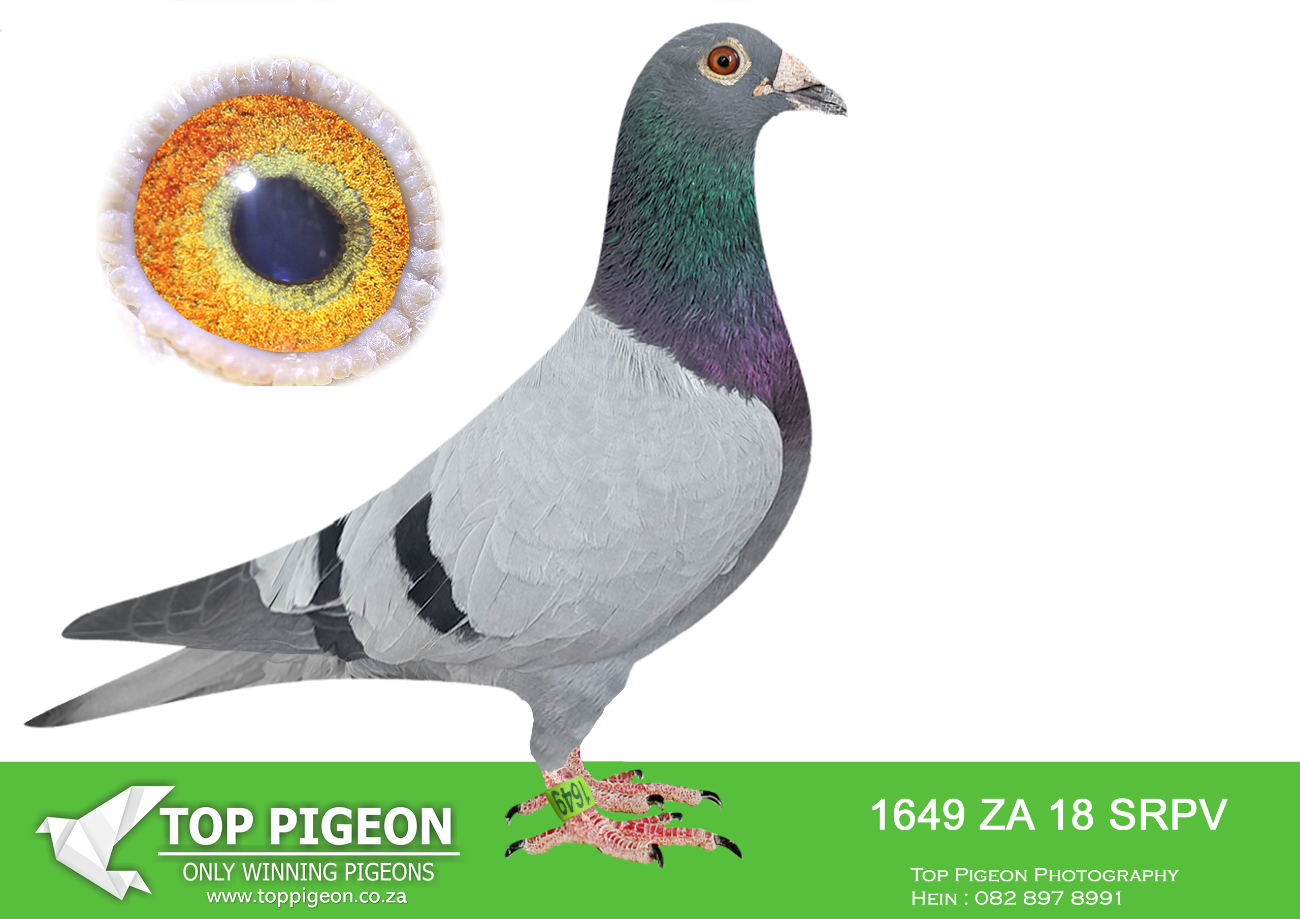 .LOT 1 PROVEN ONE LOFT GENETICS – ZA 18 SRPV 1649 —–DAM IS RELATED TO AFRIKAPRO 2024 BAKKIE WINNER AND WERE SOLD FOR R220 000.00——–SIRE: 0646 SRPV 17 D – “Grayson” Blue Bar cock bred by Loft Einkamerer, directly from elite Einkamerer/Clausing bloodlines. A medium-sized, perfectly balanced breeder with outstanding intelligence, strong body structure, and a silky feather quality. “Grayson” is noted for his exceptional breeding ability, producing pigeons with top racing instincts, excellent vitality, and proven winning potential. He carries the influence of top performers such as “Jumbo”, “Blondie”, and the famous “Harry” bloodline, making him a valuable stock cock with strong One Loft Race and middle-distance genetics.————-DAM: 13 NL 1395514 – “Ballonke” A beautifully bred hen from the renowned Houben family, carrying the famous “Scheele” and “Harry” bloodlines. “Ballonke” is a small but perfectly built hen with silky feathers, intelligent expression, and superb breeding qualities. She is a 100% breeding producer, known for passing on speed, endurance, and consistency to her offspring. Her pedigree combines proven European champions and certified performance bloodlines, making her a foundation hen capable of breeding top-class racers and future champions.SEE PEDIGREE!!!