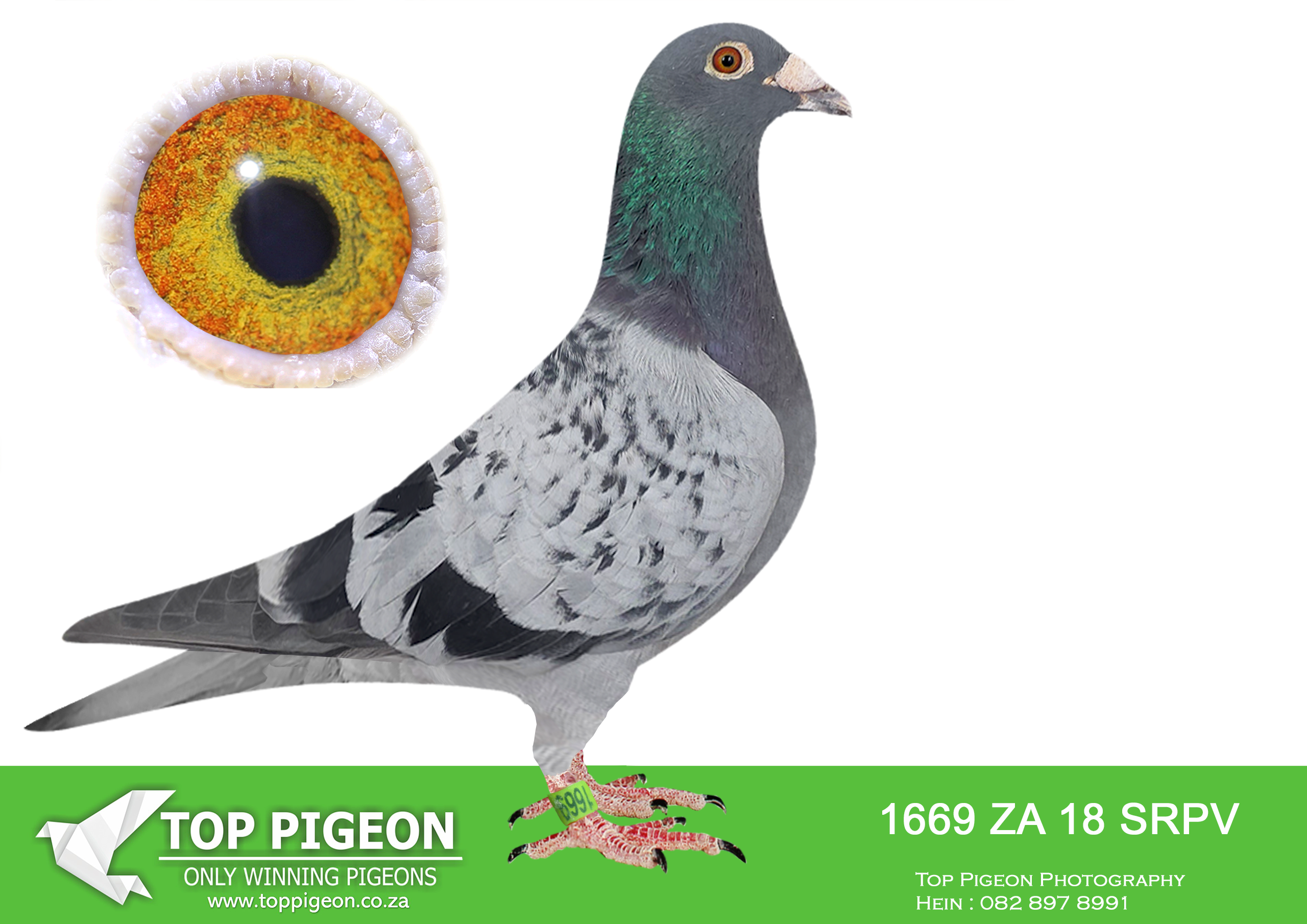 .LOT 7 PROVEN ONE LOFT GENETICS – ZA 18 SRPV 1669 -SIRE: 0686 SRSPV 17 D Alias “SYLVERN” Strain: EINKAMERER Color: Blue Bar Medium size, well muscled and balanced, soft feathers, good wing, thin flights, intelligent head, 100% breading throat, bred for stock. Out of two world class pigeons. The best of Clausing and Jan Hooymans, Gaby van der Belee, Koopmans, Houben. Many international winners in progeny. Eye pearl, well packed Iris, thin inner circle, 10 Silver Bishop, eye moving, small pupil, 100% for breeding purpose! World class pigeon, Champion gold, MainRaces SAMDPR: 3, 5, 7, 13. 18. 24, 37, 48, 50,Car winner 4th hot spot,——DAM: 0395 SRSPVD 16 “AMELIA”. EINKAMERER. DIRECT DAUGHTER OF “ABSOLUTE STAR”.SEE PEDIGREE!!
