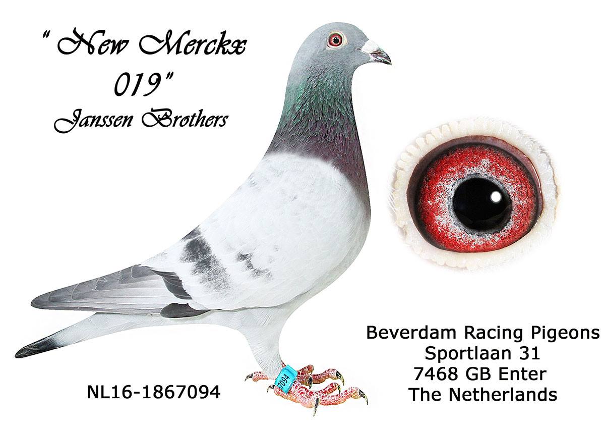 .LOT 6 INTERNATIONAL AUCTION – NL 16 1867094 -SIRE: NL 04-2237010 M – “NIEUWE MERCKX 010” Direct Janssen Brothers breeding, carrying the exceptional “019” Janssen bloodline. A top-class breeding cock descending from legendary foundation pigeons including “Schoone 019”, “Super Merckx”, and the world-famous Janssen family. Bred from proven performance genetics, this line is renowned for producing elite racers and breeders with outstanding consistency and class. “Nieuwe Merckx 010” represents the strength of the original Janssen breeding program and forms a key foundation behind this pedigree.————-DAM: NL 13-1785417 V A superb inbred Janssen hen carrying concentrated “019 Janssen” blood. She is described as a fantastic inbred daughter of the 019 Janssen line, bred from some of the very best Janssen foundation stock. Her pedigree combines “Schalieke 019”, “Super Daughter 019”, and foundation Merckx blood, creating a powerful breeding hen with exceptional proven family performance behind her.SEE PEDIGREE!!!