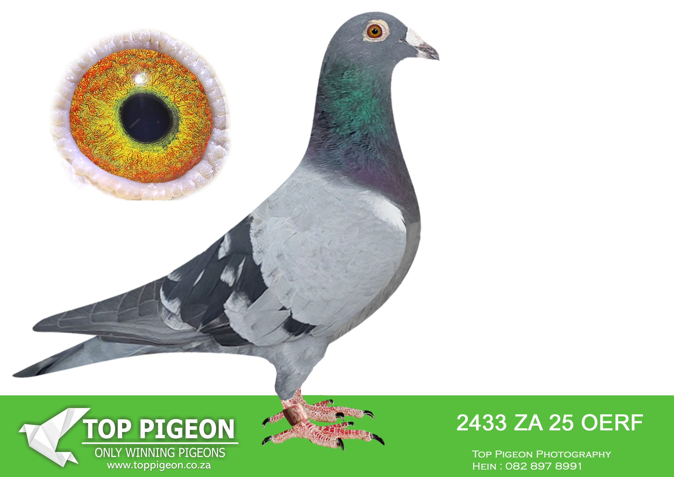 LOT 10 MID MAY – ZA 25 OERF 2433 -SIRE: 10600 18 ZA TRPF – Alias “INVICTUS OTTO VON BISMARK” A sensationally bred bluebar cock from the renowned Kitchenbrand’s Loft family, bred from an exceptional brother x sister pairing, concentrating some of the very best winning genes available. Dr. Bertus Praeg regarded this cock as one of the finest pigeons he ever handled, describing him as almost impossible to improve on physically or genetically. He is directly descended from legendary breeders such as “SUPER BREEDER 96”, “DEN 03”, and “DER 96”, pigeons responsible for producing winners at all levels of the sport. This cock carries the proven Kitchenbrand bloodlines known for consistency, intelligence, and racing excellence. A powerful foundation sire packed with elite breeding potential and champion-producing genetics.————-DAM: 1747 17 ZA TRPF – Alias “INVICTUS AEGINA” A beautifully bred bluebar hen from the elite Kitchenbrand’s Loft family, carrying the famous YELLOW 59 line. She is described as an outstanding breeding hen that consistently produces winners, with her children already proving themselves as top breeders and racers. Bred from the legendary “DEN 03” cock, a breeder credited with producing over 113 winners across all levels of pigeon racing, she combines the finest Sudhoff-Van Beers, Koopman, and Kitchenbrand genetics. Her pedigree includes top producers such as “SUPER BREEDER 96”, “DER 244”, and the famed Birdy family, making her a hen loaded with proven performance bloodlines and immense breeding value.SEE PEDIGREE!!!!