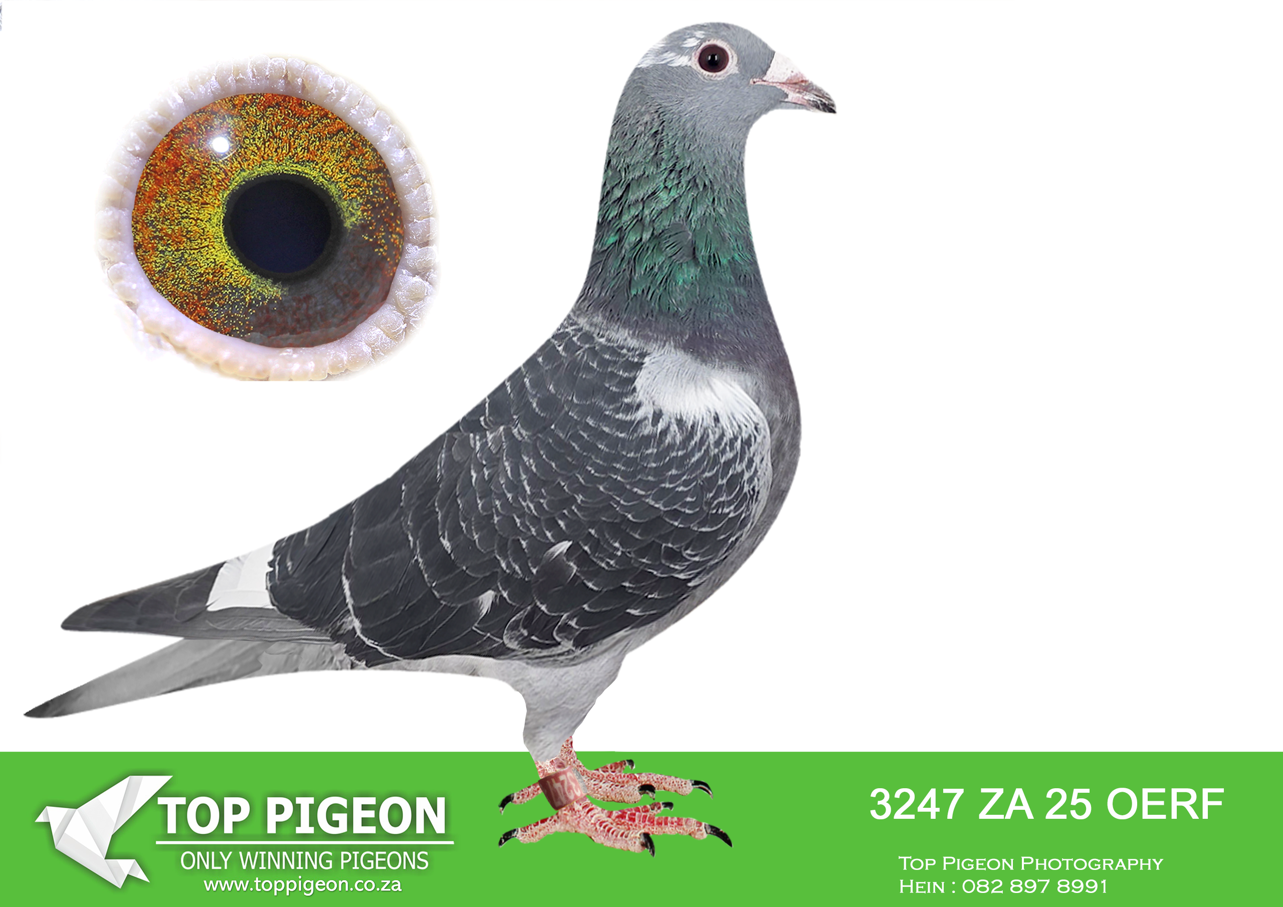 LOT 16 TORNADO AUCTION – ZA 25 OERF 3247 -SIRE: 0048 ZA 08 – “SPOTTIE” A proven Clausing champion and elite stock cock, “SPOTTIE” is a 2× race winner, with both victories achieved as the only pigeon home on the day. Bred directly from the legendary Clausing foundation bloodlines, he carries the powerful genetics of “King David”, “411”, “410”, and “Dana”. His sire, “23 AU 00 Clausing”, is a direct son of “King David”, while his dam “45097 ZA 06” traces back to the famous “410” family. “SPOTTIE” has established himself as a super breeder, consistently producing high-class performers and pigeons with exceptional endurance, intelligence, and homing ability. His pedigree is tightly linebred to the original Clausing champions, ensuring strong genetic consistency and racing excellence.———–DAM: 2504 16 MASKAM – “TERSIA” “TERSIA” is a beautifully bred Clausing hen, packed with proven winning blood from the legendary ZIKO family. She is heavily linebred to the famous Clausing foundation pigeons “ZIKO”, “King David”, “Blindie”, “410”, and “Dana”, making her genetically loaded with elite breeding potential. Her sire line includes “1839 05 MASKAM”, a proven breeder of winners and top racers, while her dam “922 12 MASKAM” is a daughter of elite Clausing blood renowned for producing performers in strong competition. “TERSIA” is described as a muscular, balanced hen with outstanding breeding qualities, carrying generations of proven race-winning genetics. This mating combines some of the strongest and most concentrated Clausing bloodlines available, making this youngster an exceptional long-term racing and breeding prospect. SEE PEDIGREE!!!