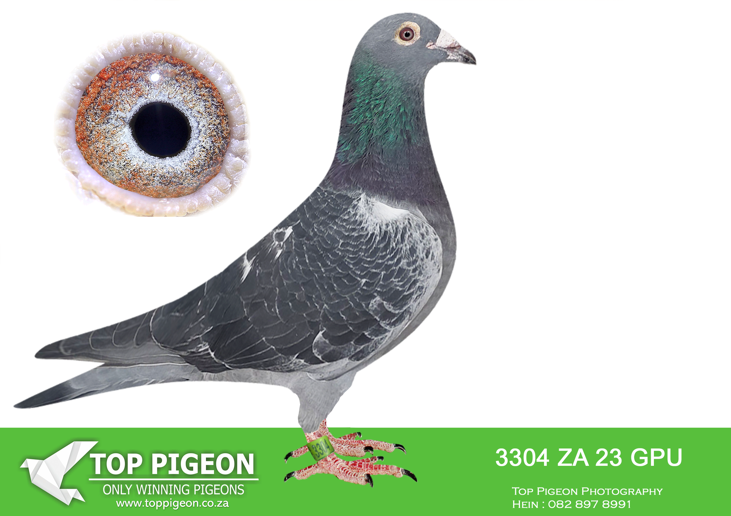 .LOT 1 MID MAY – ZA 23 GPU 3304 -SIRE – 6039458 18 BELG “SORIN 458” Direct from the elite Team Florea Sorin bloodline, “SORIN 458” is a powerful Geerinckx-based cock bred from generations of proven National winners and foundation breeders. His pedigree is packed with class performers including “JUST WAIT” – winner of 1st National Argenton against 16,363 pigeons, as well as “BLAUW WITPEN 192”, another National Argenton winner against 12,446 pigeons. This outstanding sire line combines the famous Gaston Van De Wouwer “Kaasboer” genetics with top Geerinckx speed and middle-distance excellence. The line also traces to “Grandson Kaasboer”, breeder of champions and direct descendants of “Son Vichy 1” and “Lilly”, a direct daughter of the legendary “Kaasboer”. A superbly bred cock loaded with winning class, proven breeding strength, and elite Belgian genetics.——–DAM – 023442 18 BE “SORIN-442” A beautifully bred dark check hen from the renowned Team Florea Sorin family, carrying some of the very best Geerinckx, Leo Heremans, and Dirk Van Dyck bloodlines. She is bred from “Wittekop Sylvester” and a direct daughter of the world-famous “Di Caprio” family. This exceptional hen contains the legendary “Kannibaal” blood through “AS KANIBAAL 431” and is closely related to multiple top performers and National winners. Her pedigree features elite pigeons such as “Blue Olympic”, “Gladiator”, “Miss Magic”, and “Den 777”, combining explosive speed, intelligence, and proven breeding quality. A hen bred to produce champions with outstanding racing ability and world-class genetics.SEE PEDIGREE!!!