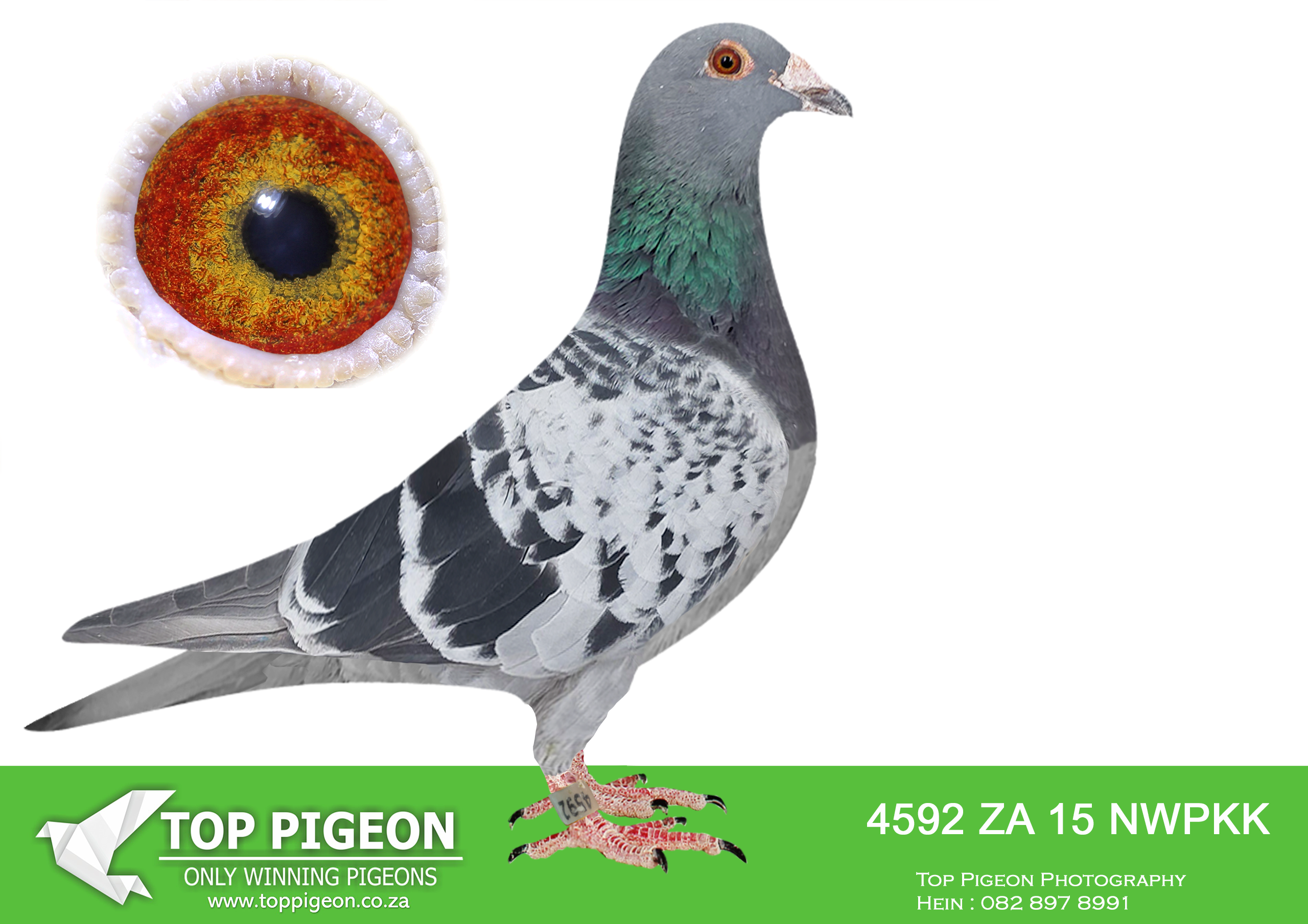 LOT 18 PROVEN ONE LOFT GENETICS – ZA 15 NWPFK 4592 -SIRE: BPF 05 SAD 8140 – Alias “Absolute Star” Strain: Houben Color. Check Medium size Check cock, perfect balanced, well muscled, very soft feathers, good tail my choice head very intelligent, 100% breeding throat, perfect wing thin flight, my choice of wing world class this cock is a true champion breeder bred winners and his children are also breeding winners, I have many in stock bred out of two world class houben pigeons pure gold unobtainable bred lille 2005-8140 eye orange, good thick pigmentation on iris 10 wide yellow bishop, perfect serrated inner circle eye moving jumping and warble world——–——DAM: 07 ZABPFD 6017 “Alice” — Quality Houben/Oscar hen bred from proven winning bloodlines. A beautifully balanced blue bar hen with outstanding breeding ability, responsible for producing several top performers and loft winners. Descending from elite Houben genetics including “Fed Cock” and “Present Cock,” she combines class, endurance, and exceptional maternal qualities. Her descendants continue to perform at the highest level, making her an influential breeding hen in the family.SEE PEDIGREE!!!