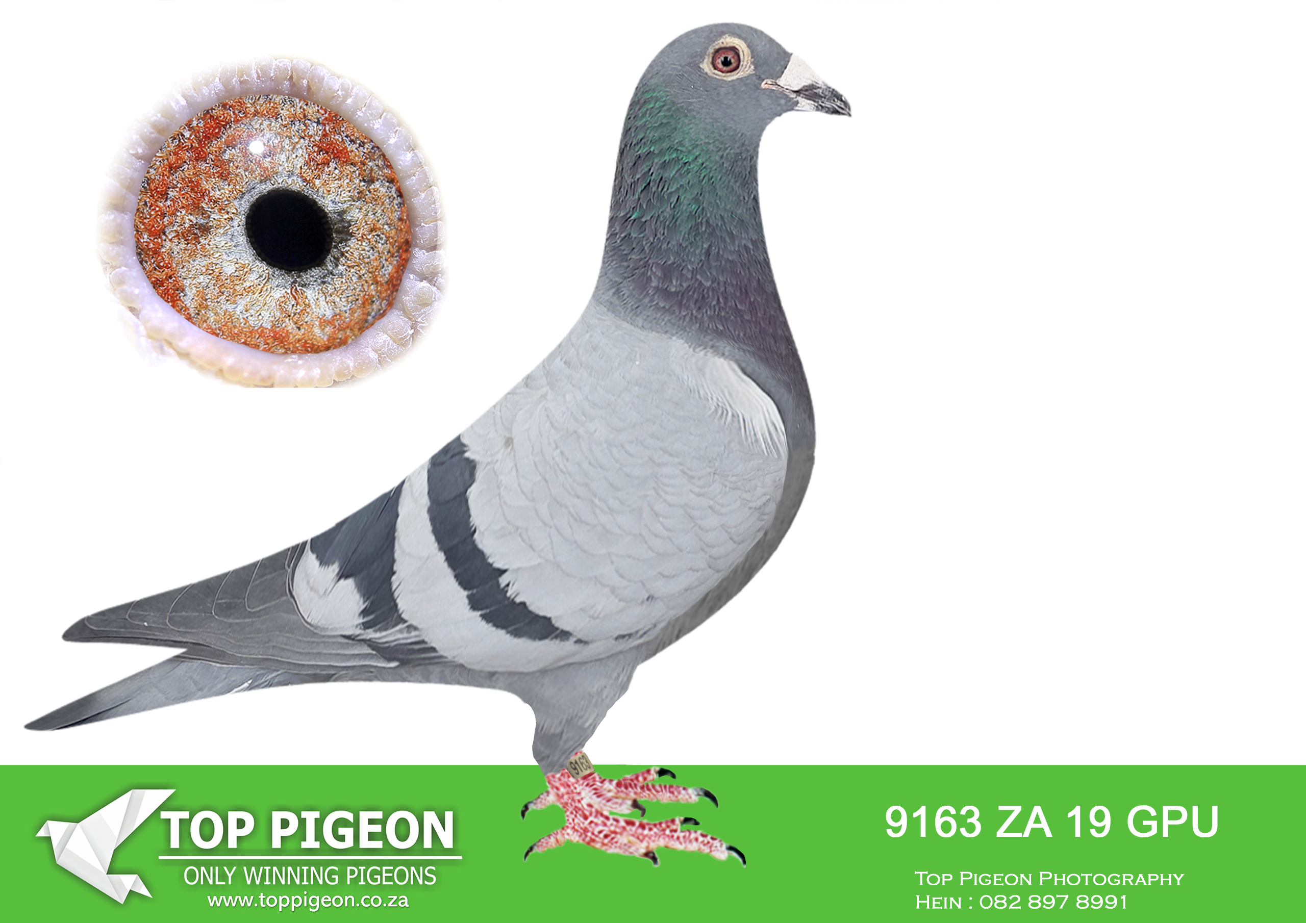 .LOT 7 INTERNATIONAL AUCTION – ZA 19 GPU 9163 -Dirk van Dyck / Gabby Lucky 848 Sister New Freddy. This pedigree is loaded with the best Forea Sorin. SIRE: Strain: TEAM FLOREA SORIN Color: Blue DAM: Strain: TEAM FLOREA SORIN .SEE PEDIGREE!!!