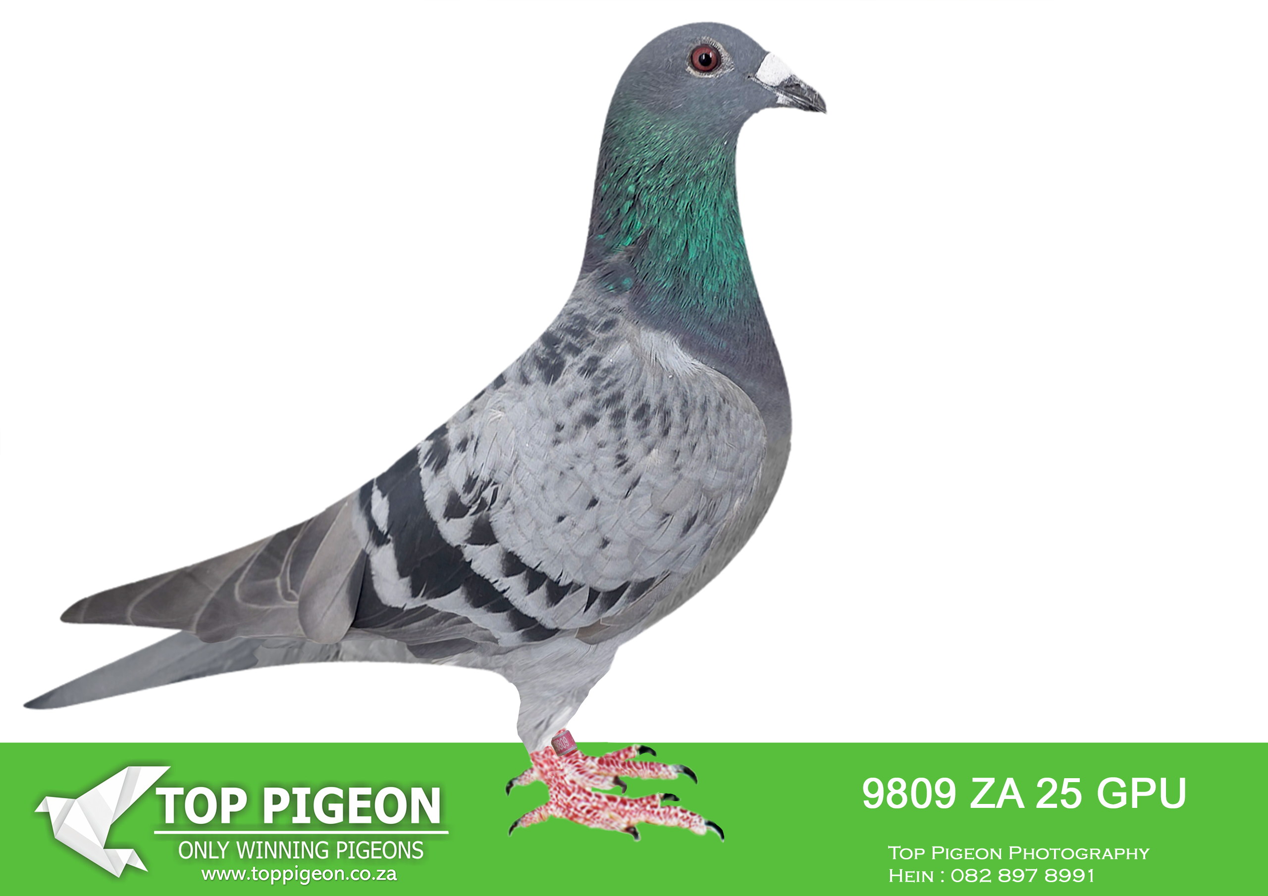 .LOT 9 INTERNATIONAL AUCTION – ZA 25 GPU 9809 -SIRE:ZA-2020-NDKD-1110 Mc Dermott Lofts Hooymans Kaasboer Checkered Bred for breeding! =========DAM:ZA-2020-269275 Mc Dermott Lofts Hooymans Bont Super breeder!SEE PEDIGREE!!!