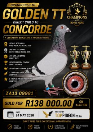 UPCOMING AUCTION - CHILD CONCORDE - FROM 21 MAY TO SUNDAY 24 MAY 2026 (ENDING FROM 14:15)
