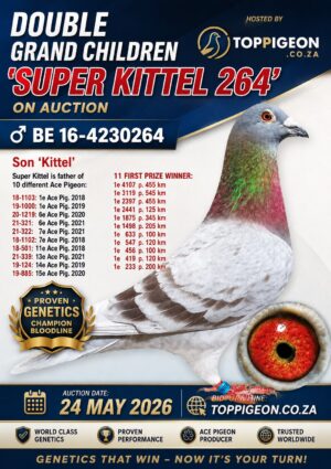 UPCOMING AUCTION - DOUBLE GRANDCHILDREN SUPER KITTEL 264 - FROM 21 MAY TO SUNDAY 24 MAY 2026 (ENDING FROM 14:00)