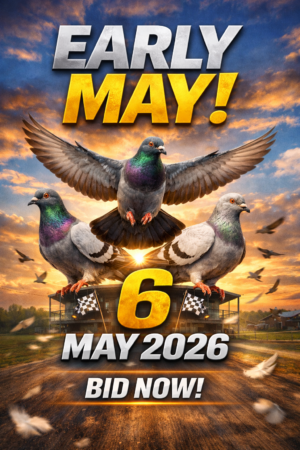 ACTIVE AUCTION - EARLY MAY - FROM 4 MAY TO WEDNESDAY 6 MAY 2026 (ENDING FROM 20:00)