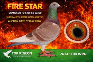 ACTIVE AUCTION - FIRE STAR - FROM 14 MAY TO SUNDAY 17 MAY 2026 (ENDING 14:00)