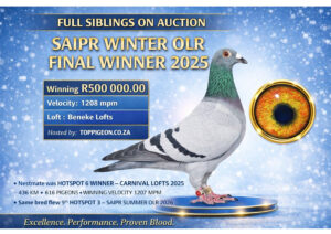 ACTIVE AUCTION - FULL SIBLINGS TO SAIPR FINAL RACE WINNER 2025 WINNING R500 000.00 - FROM 4 MAY TO WEDNESDAY 6 MAY 2026 (ENDING FROM 19:45)